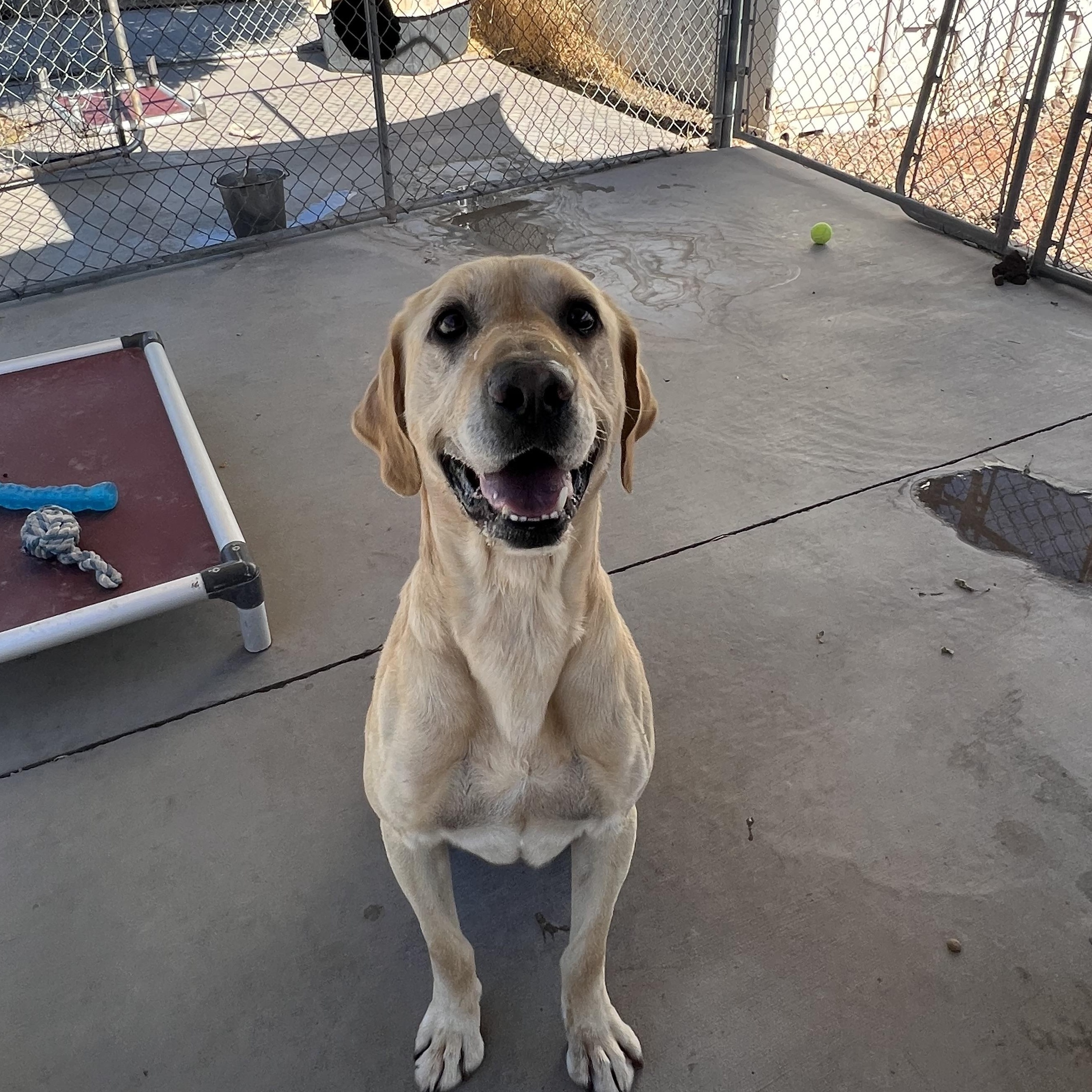 Chip, an adopted Yellow Labrador Retriever in Washington, UT image 3/5