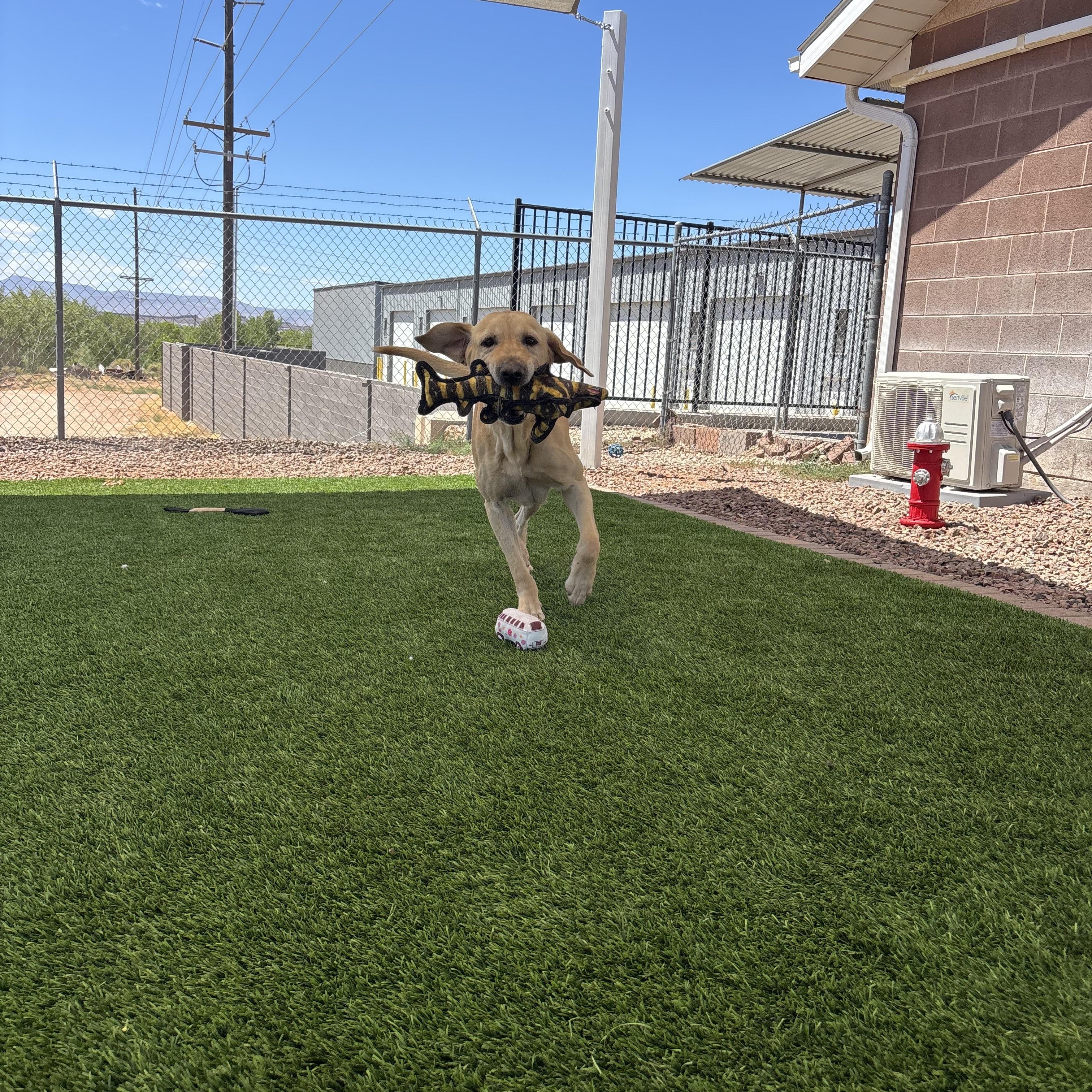 Chip, an adopted Yellow Labrador Retriever in Washington, UT image 4/5