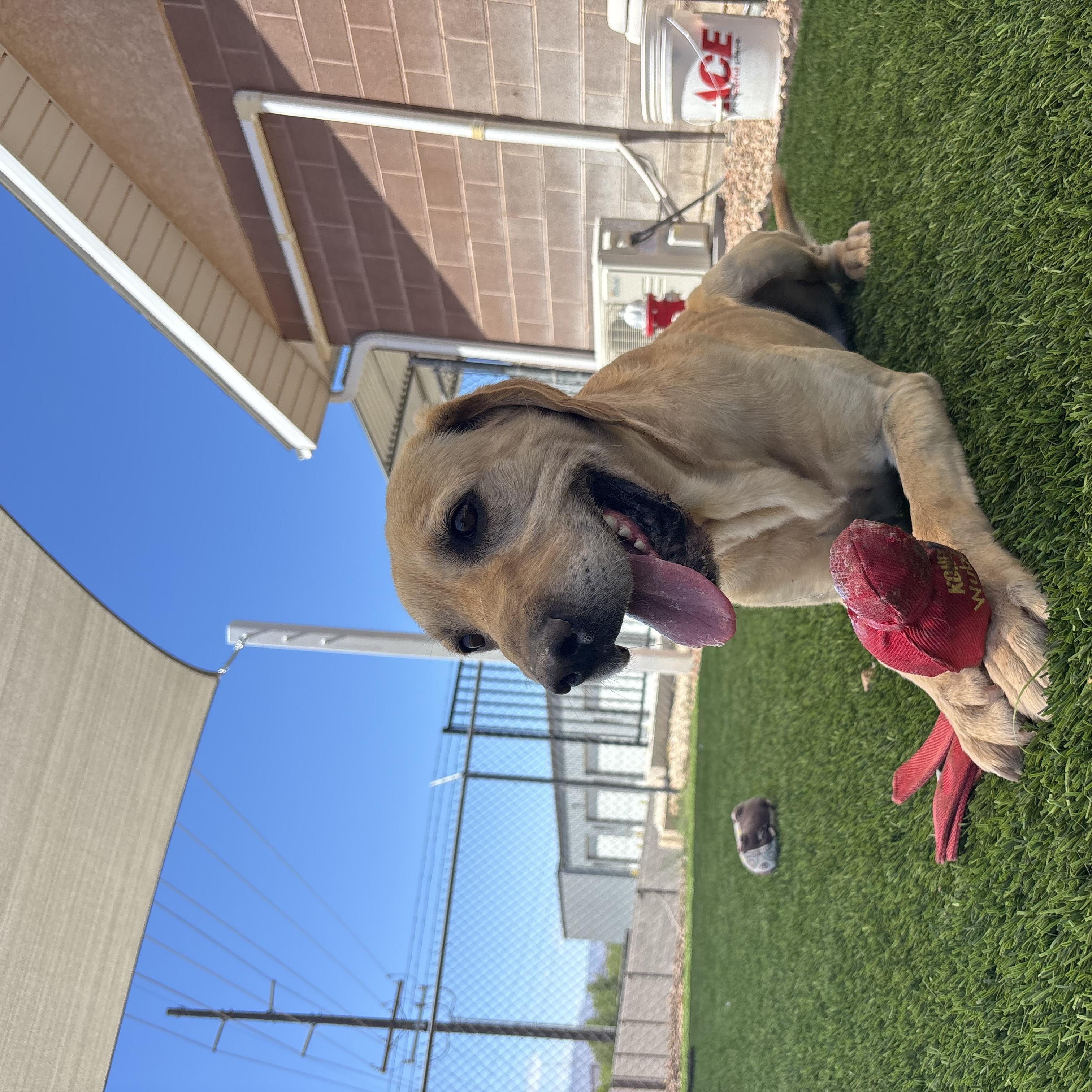 Chip, an adopted Yellow Labrador Retriever in Washington, UT image 2/5