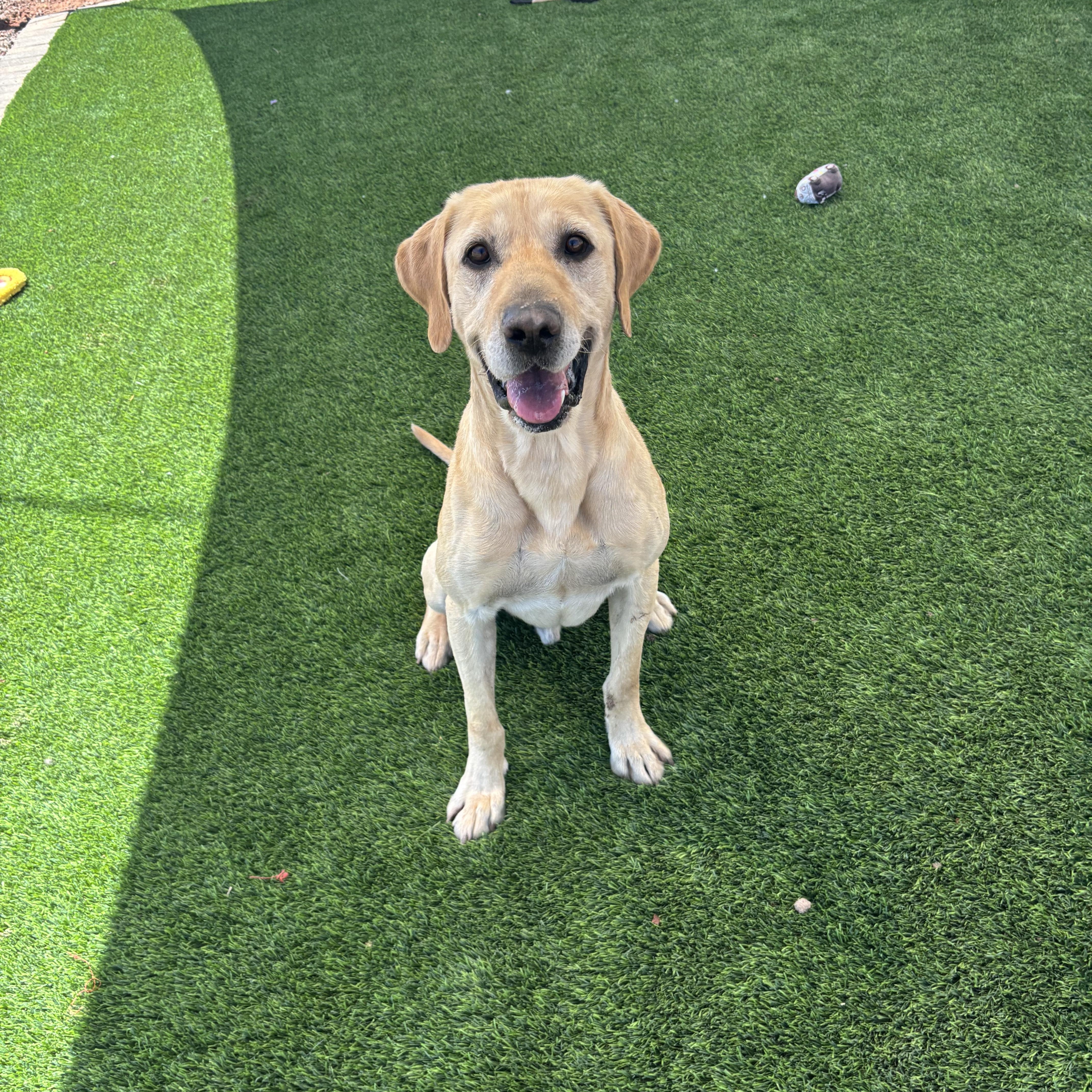 Chip, an adopted Yellow Labrador Retriever in Washington, UT image 1/5