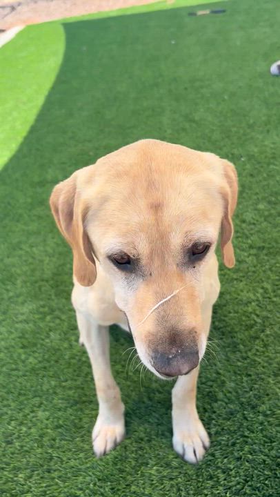 Enlarge Chip, an adopted Yellow Labrador Retriever in Washington, UT video 5/5
