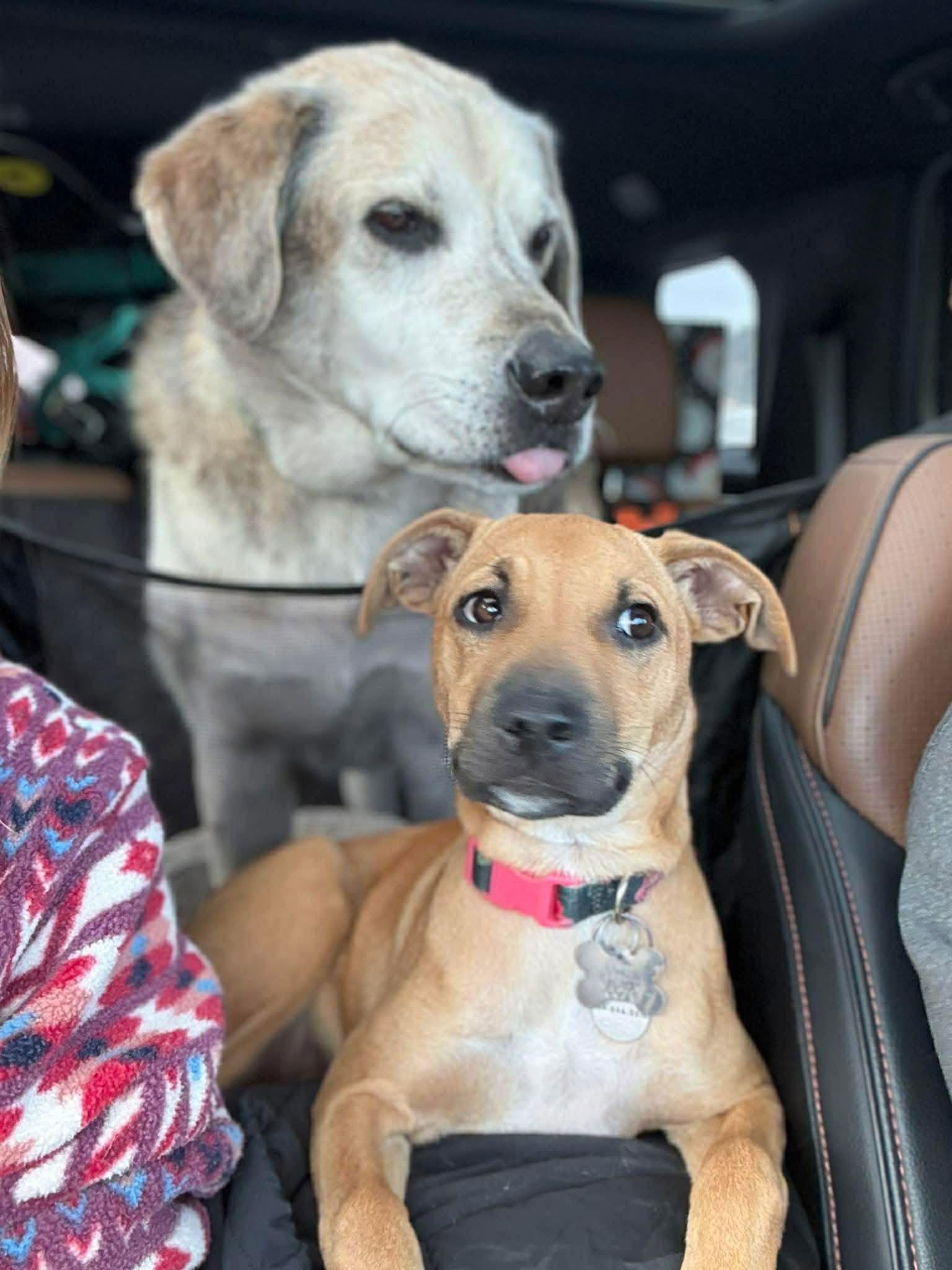 Maple 4479, Adopted, Puppy Female Vizsla & Rhodesian Ridgeback.