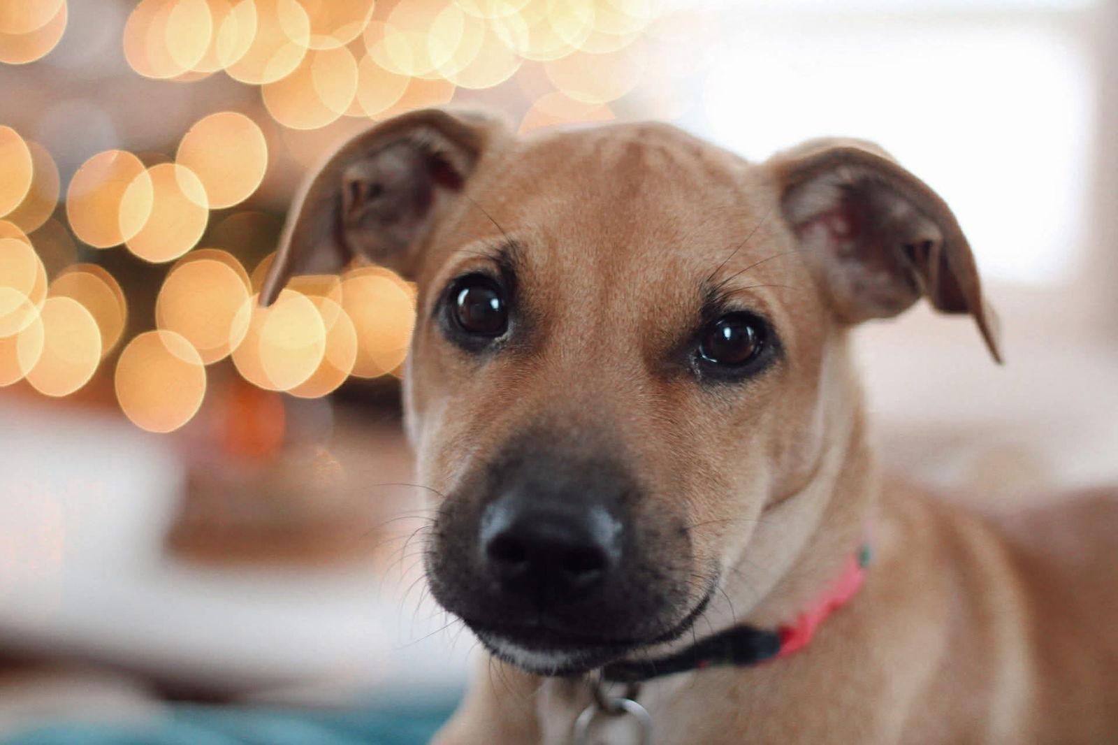 Enlarge Maple 4479, a Adopted mixed breed in Pickering, ON image 2/3