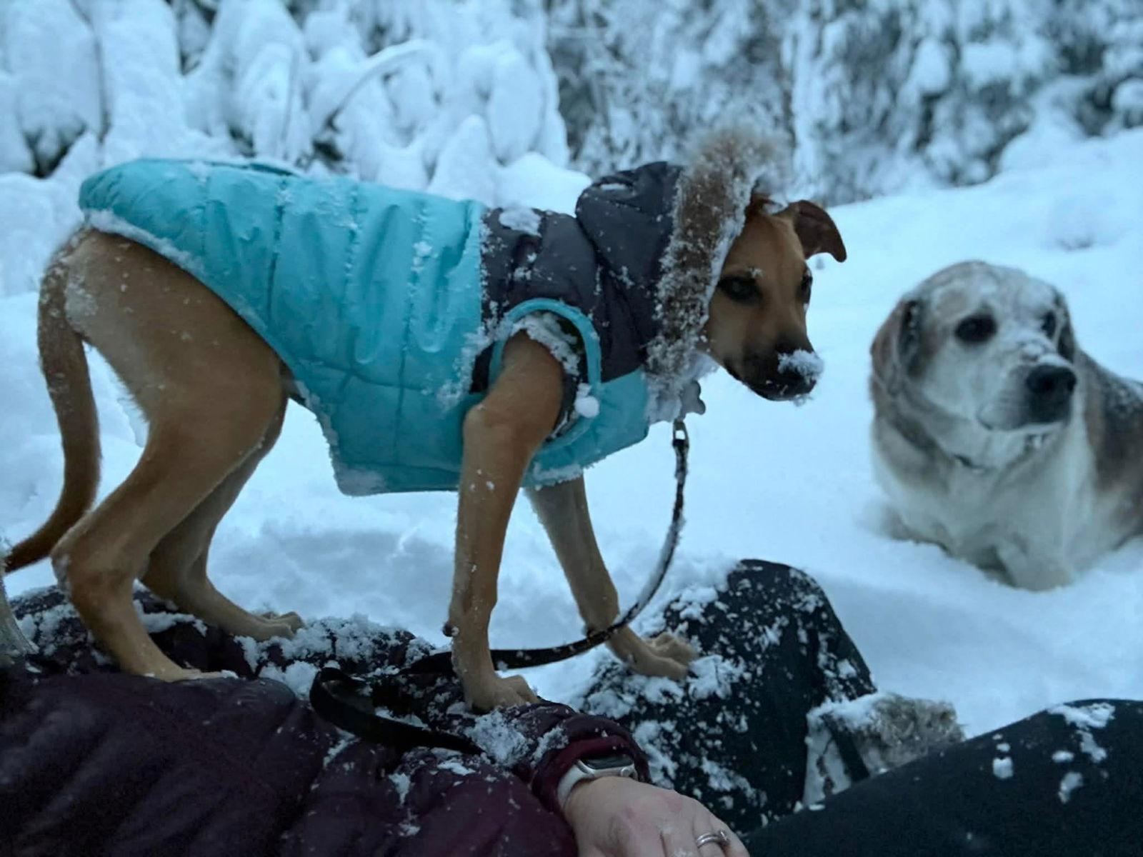 Enlarge Maple 4479, a Adopted mixed breed in Pickering, ON image 3/3