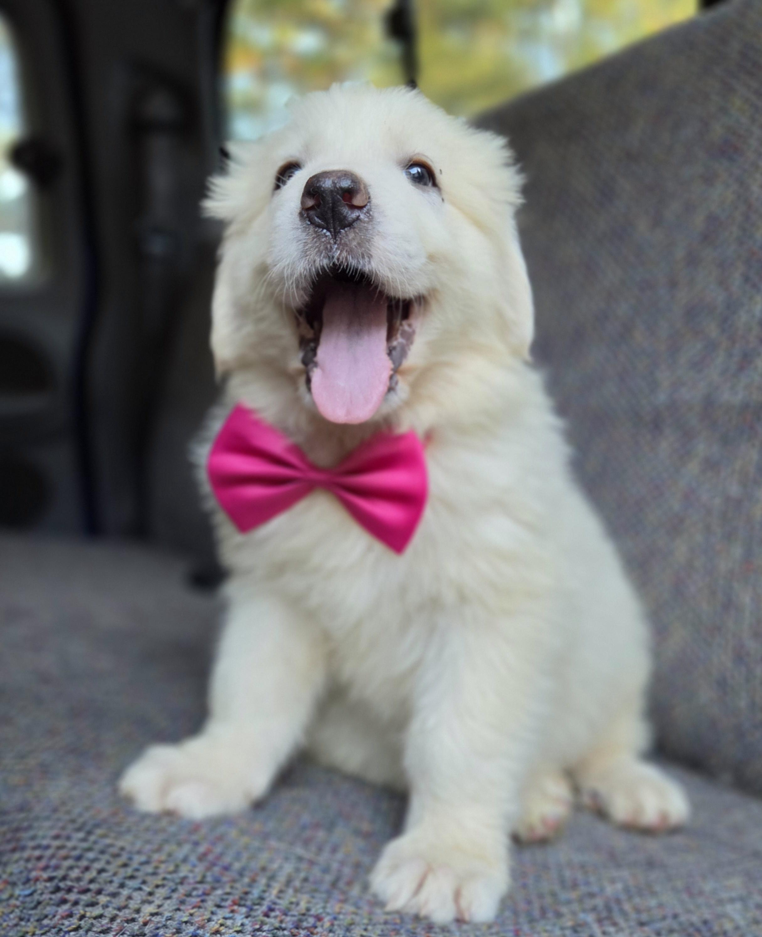 Enlarge Sassy, a Adopted Great Pyrenees in Gilbert, SC image 5/6