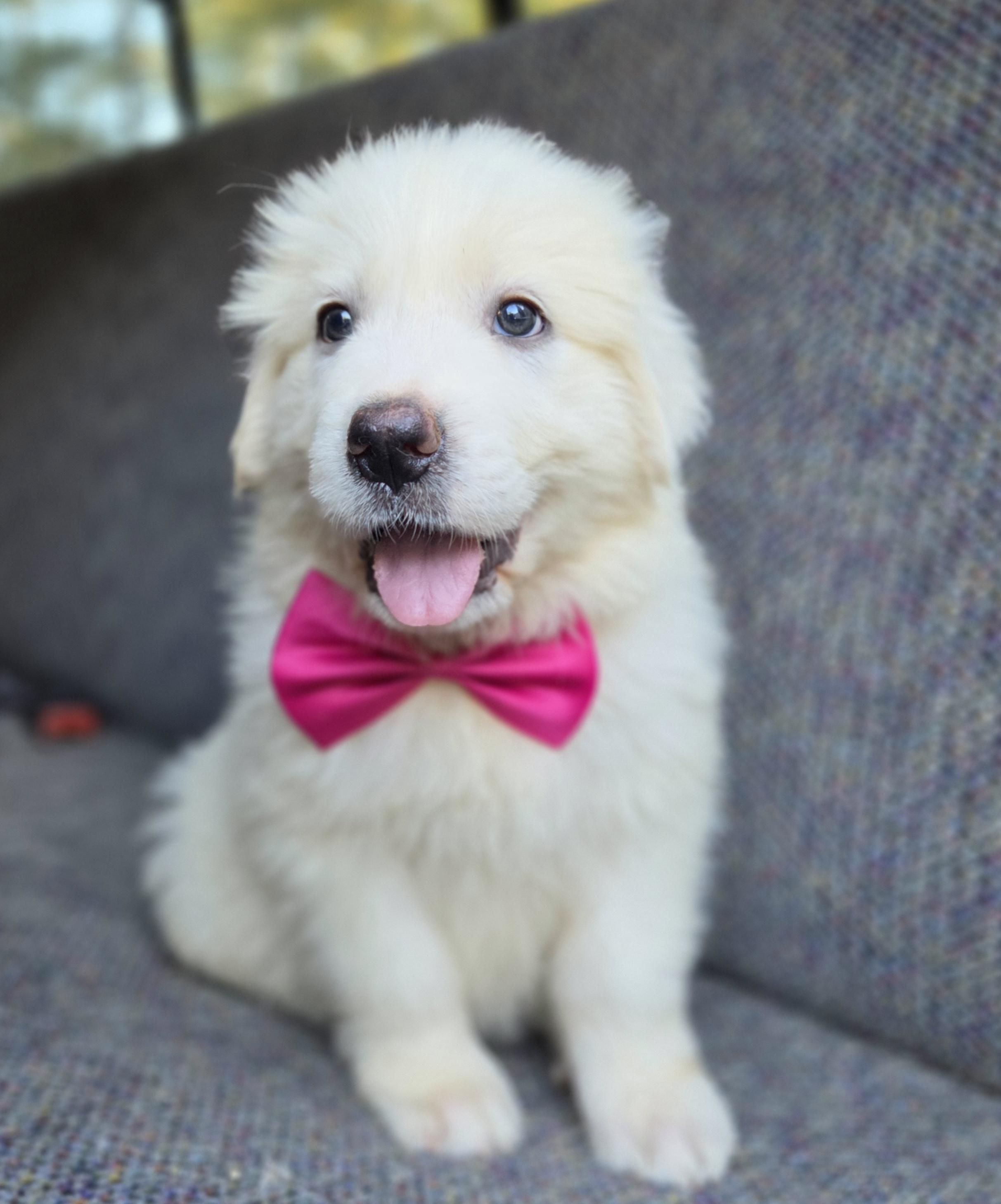 Enlarge Sassy, a Adopted Great Pyrenees in Gilbert, SC image 3/6