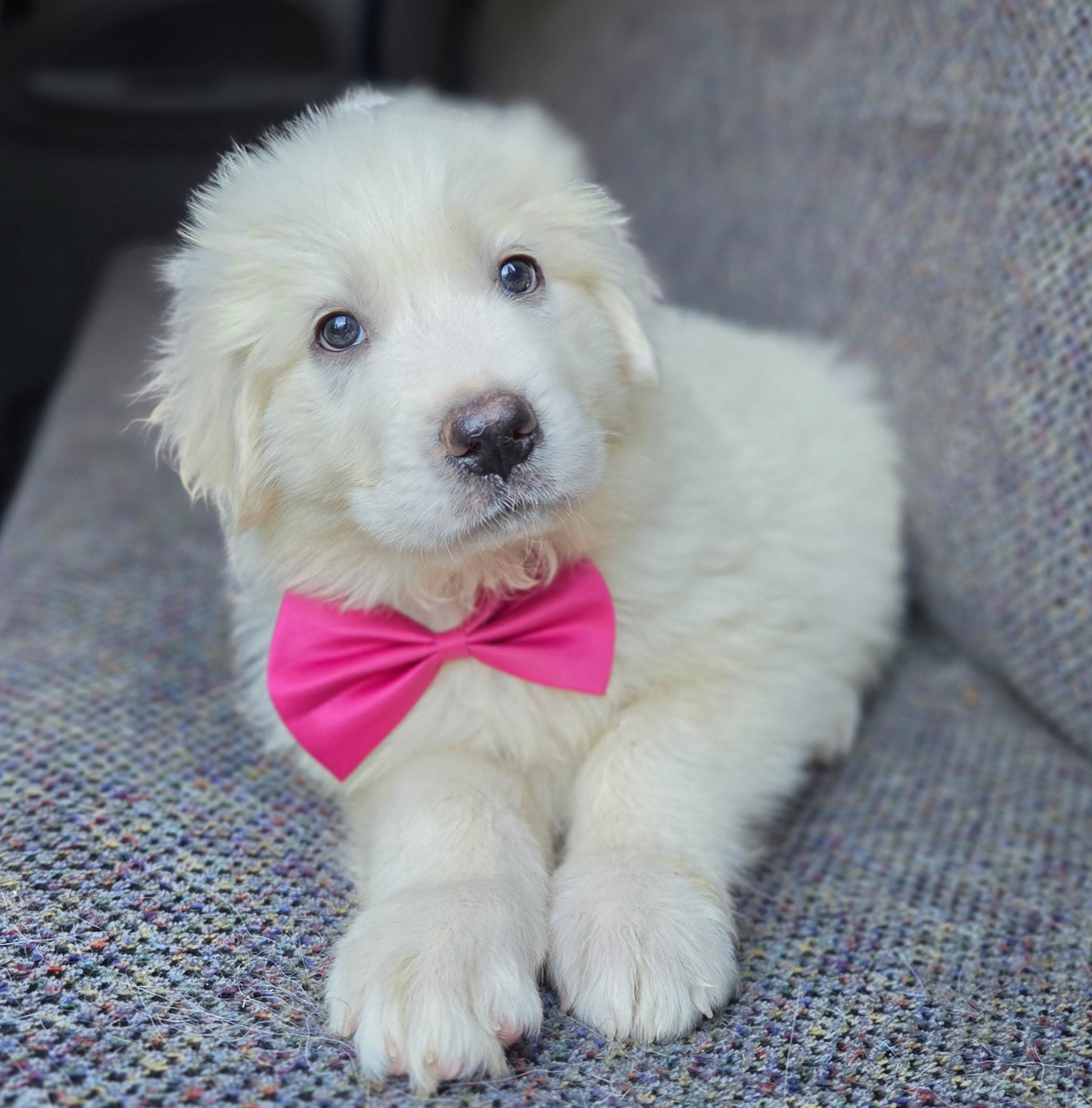Enlarge Sassy, a Adopted Great Pyrenees in Gilbert, SC image 6/6