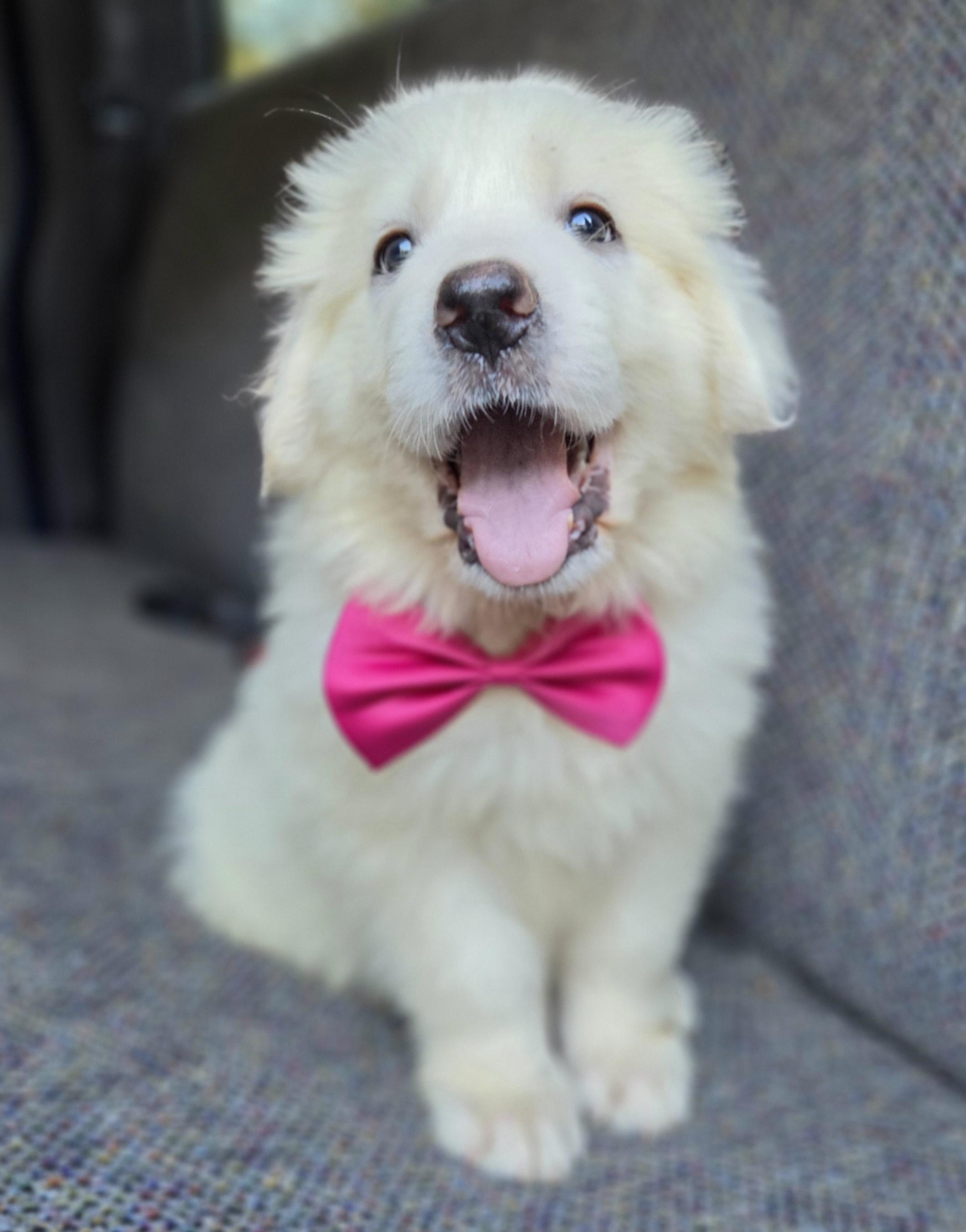 Enlarge Sassy, a Adopted Great Pyrenees in Gilbert, SC image 2/6