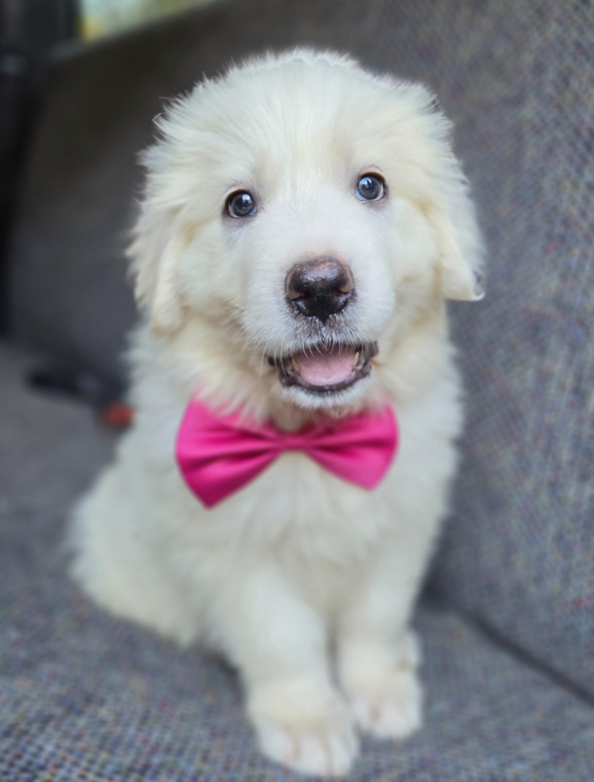 Sassy, Adopted, Puppy Female Great Pyrenees.