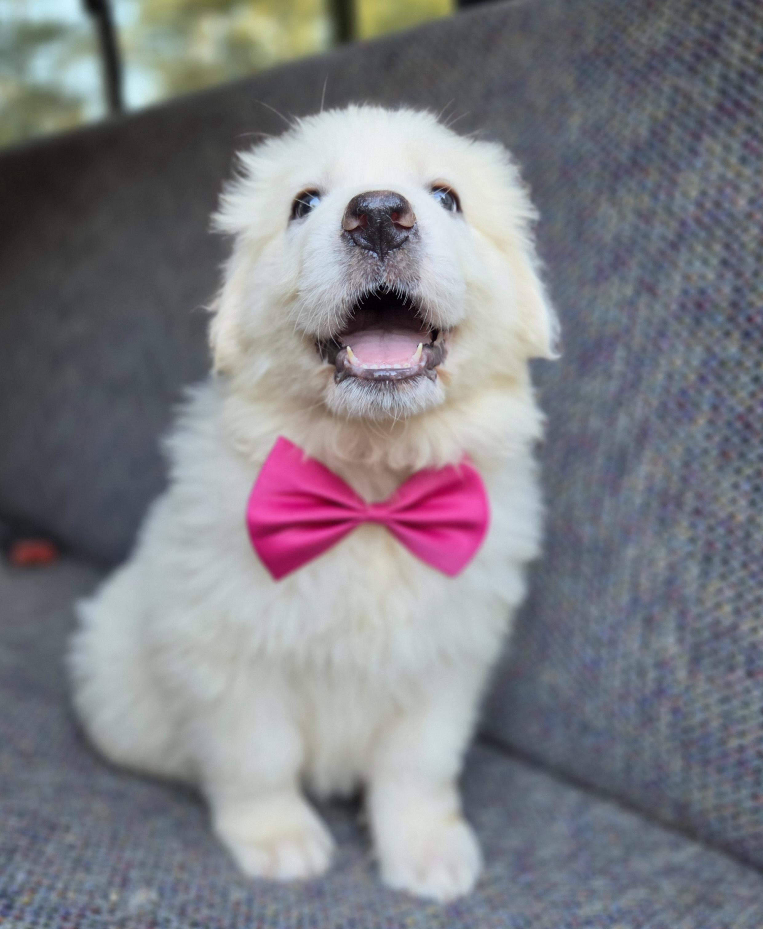 Enlarge Sassy, a Adopted Great Pyrenees in Gilbert, SC image 4/6