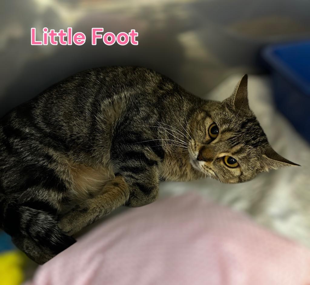 Little Foot, Adoptable, Young Female Domestic Short Hair.