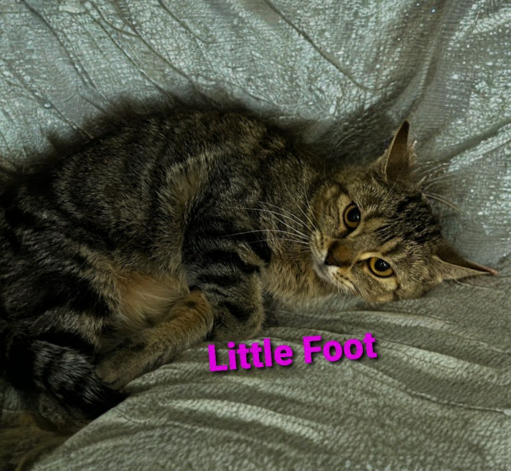 Enlarge Little Foot, a Adoptable mixed breed in Jim Thorpe, PA image 2/2