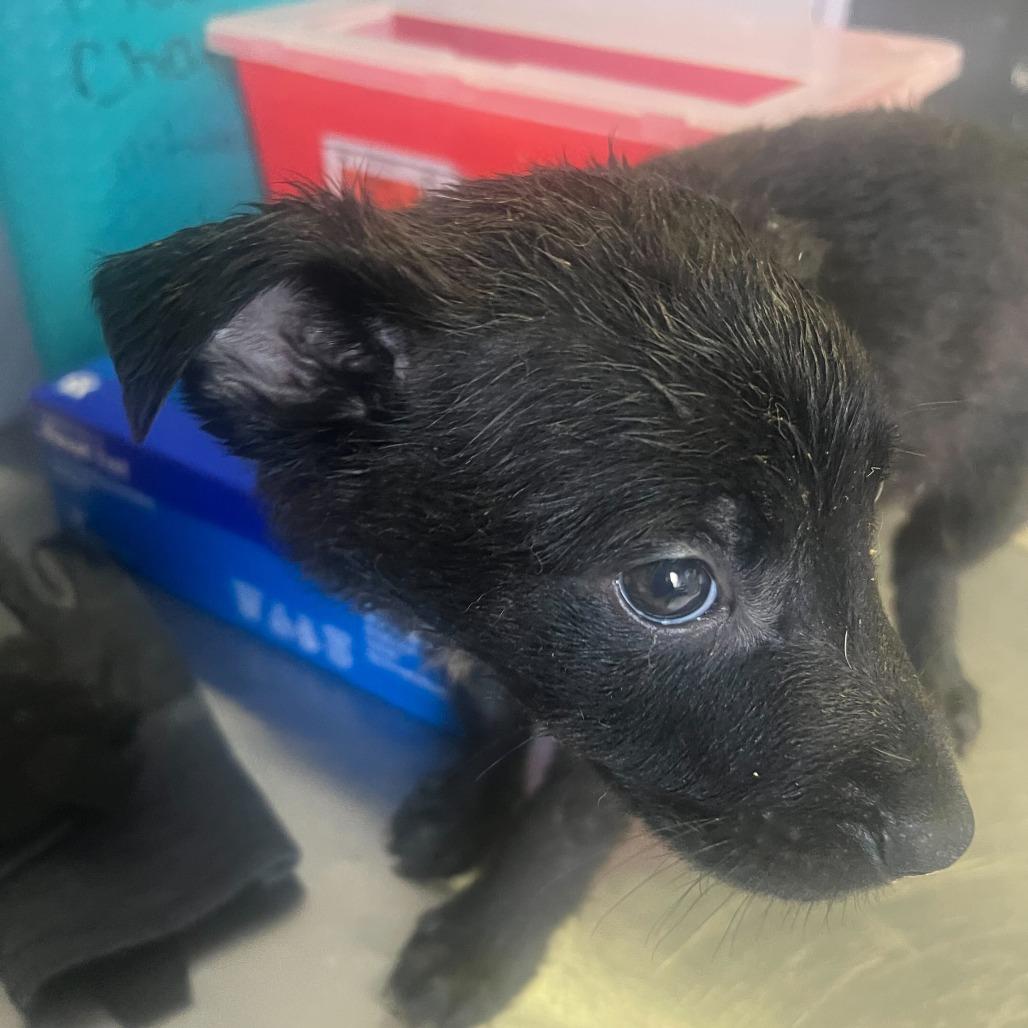 Barba, Adoptable, Puppy Male Mixed Breed.