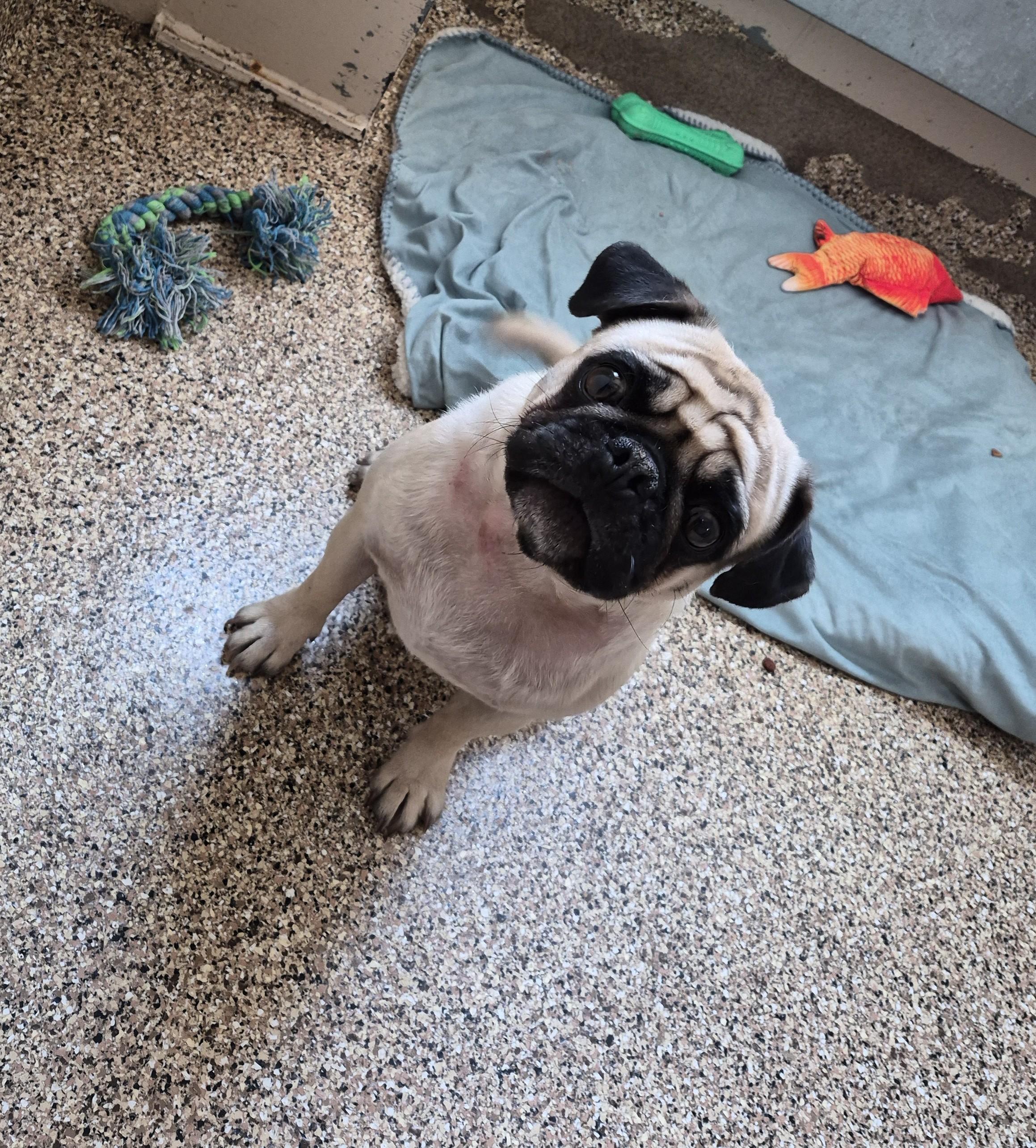 Enlarge Rufus, an adopted Pug in Sierra Vista, AZ image 1/1