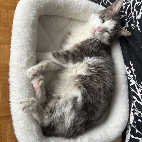 Gilbert, Adoptable, Senior Male Domestic Short Hair.