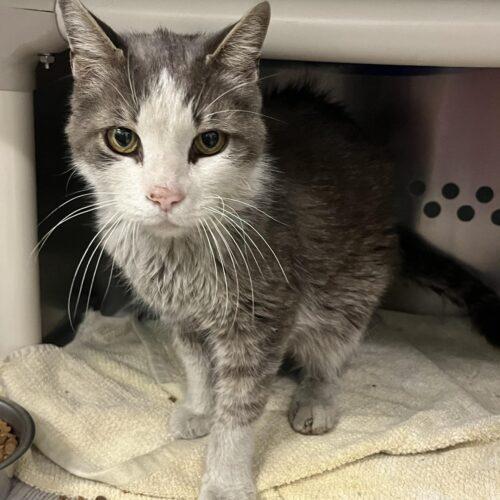 Enlarge Gilbert, a Adoptable Domestic Short Hair in Toronto, ON image 2/5