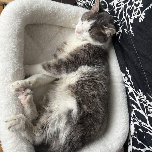 Enlarge Gilbert, a Adoptable Domestic Short Hair in Toronto, ON image 3/5