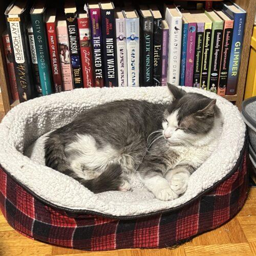 Gilbert — thumbnail 4