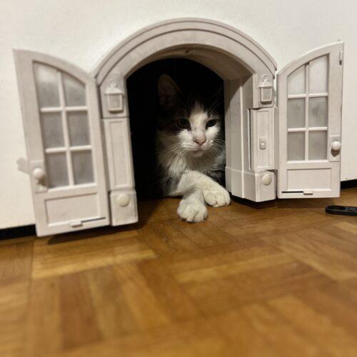 Enlarge Gilbert, a Adoptable Domestic Short Hair in Toronto, ON image 5/5