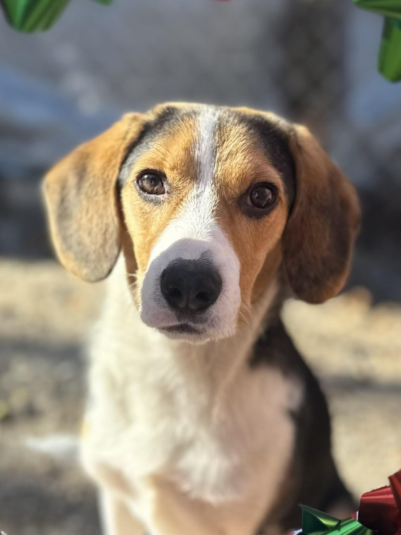 Enlarge Ryder, a ADOPTABLE mixed breed in Richmond, VA image 1/1