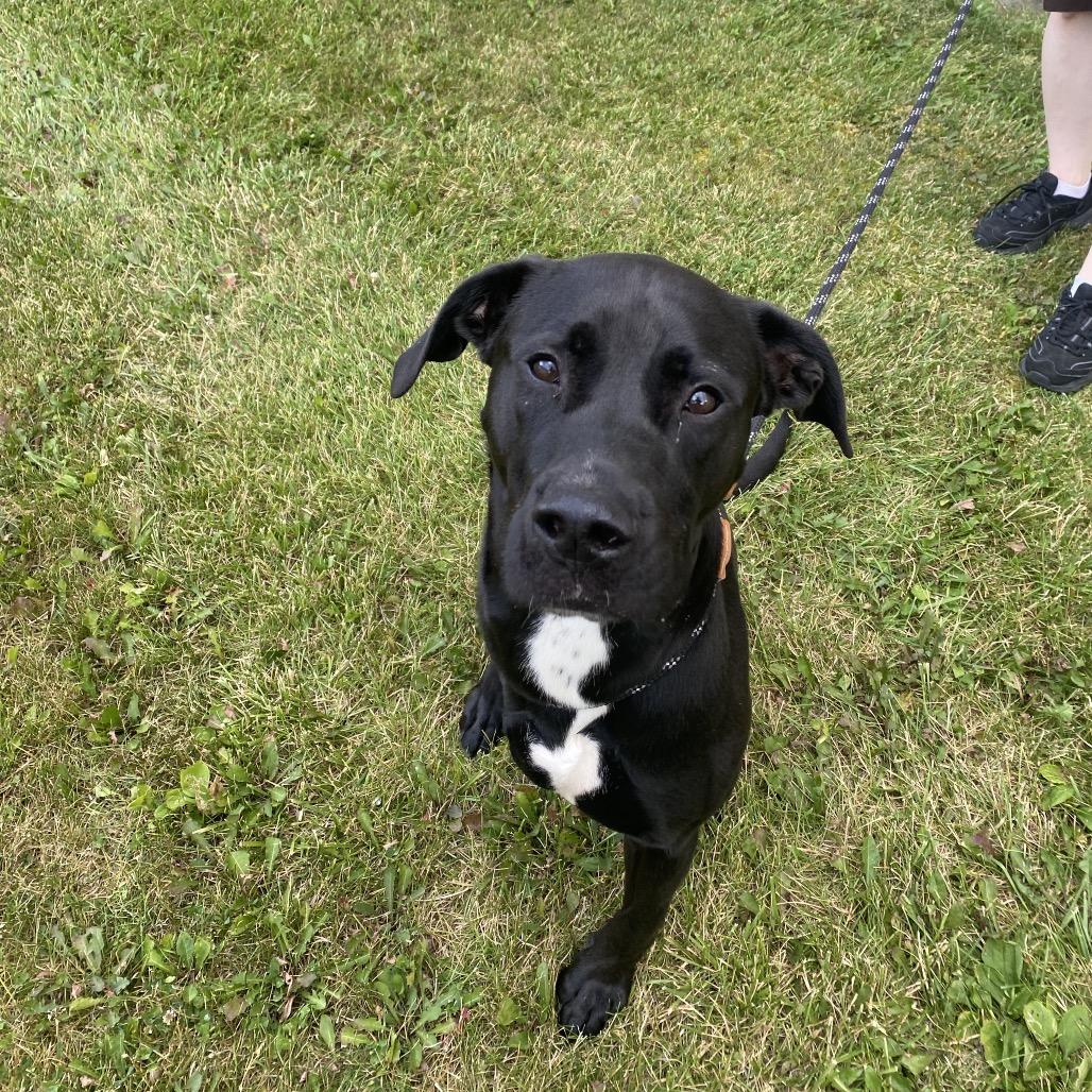Petey, Adoptable, Adult Male Mixed Breed.