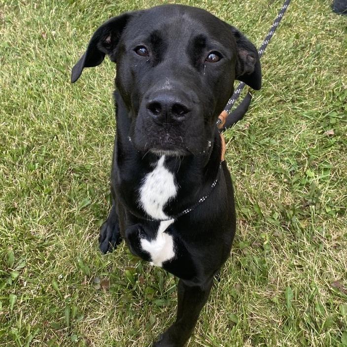 Enlarge Petey, a Adoptable Mixed Breed in Madison, WI image 2/3