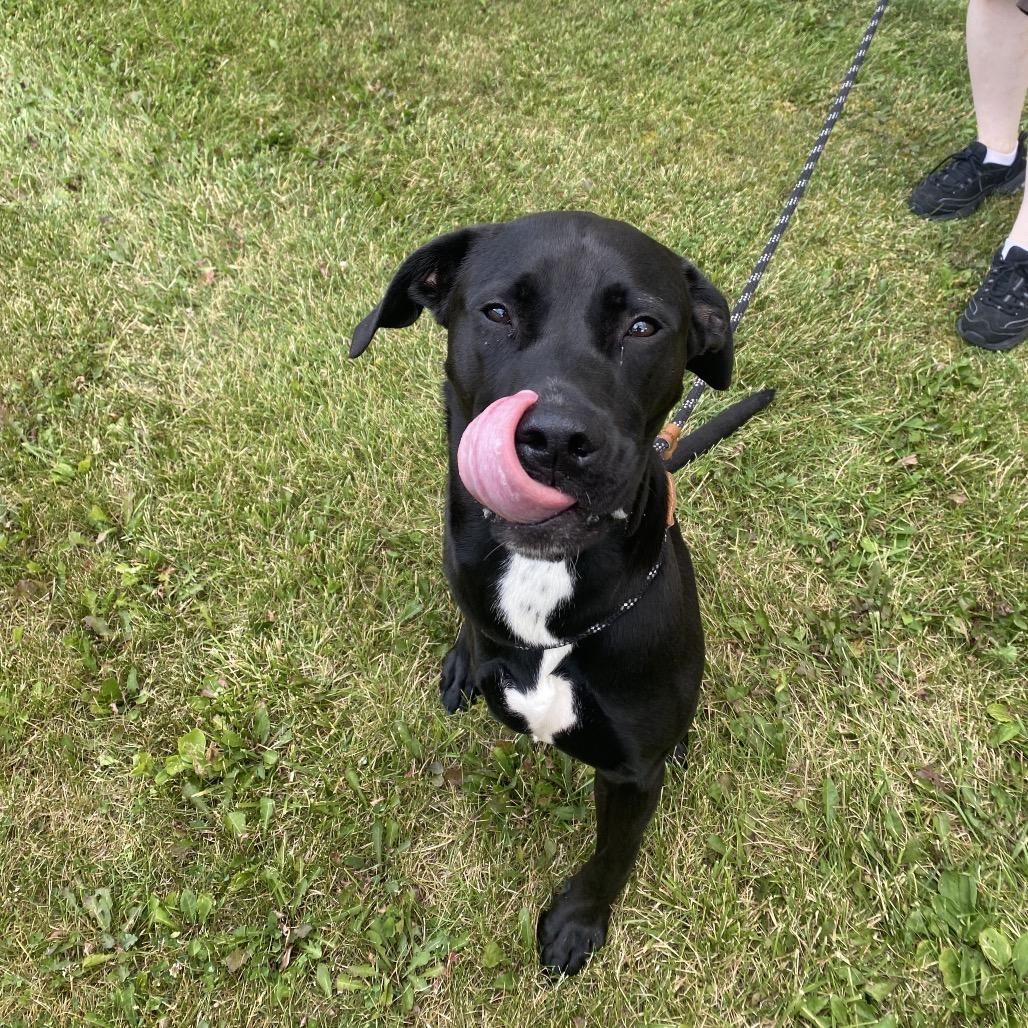 Enlarge Petey, a Adoptable Mixed Breed in Madison, WI image 3/3