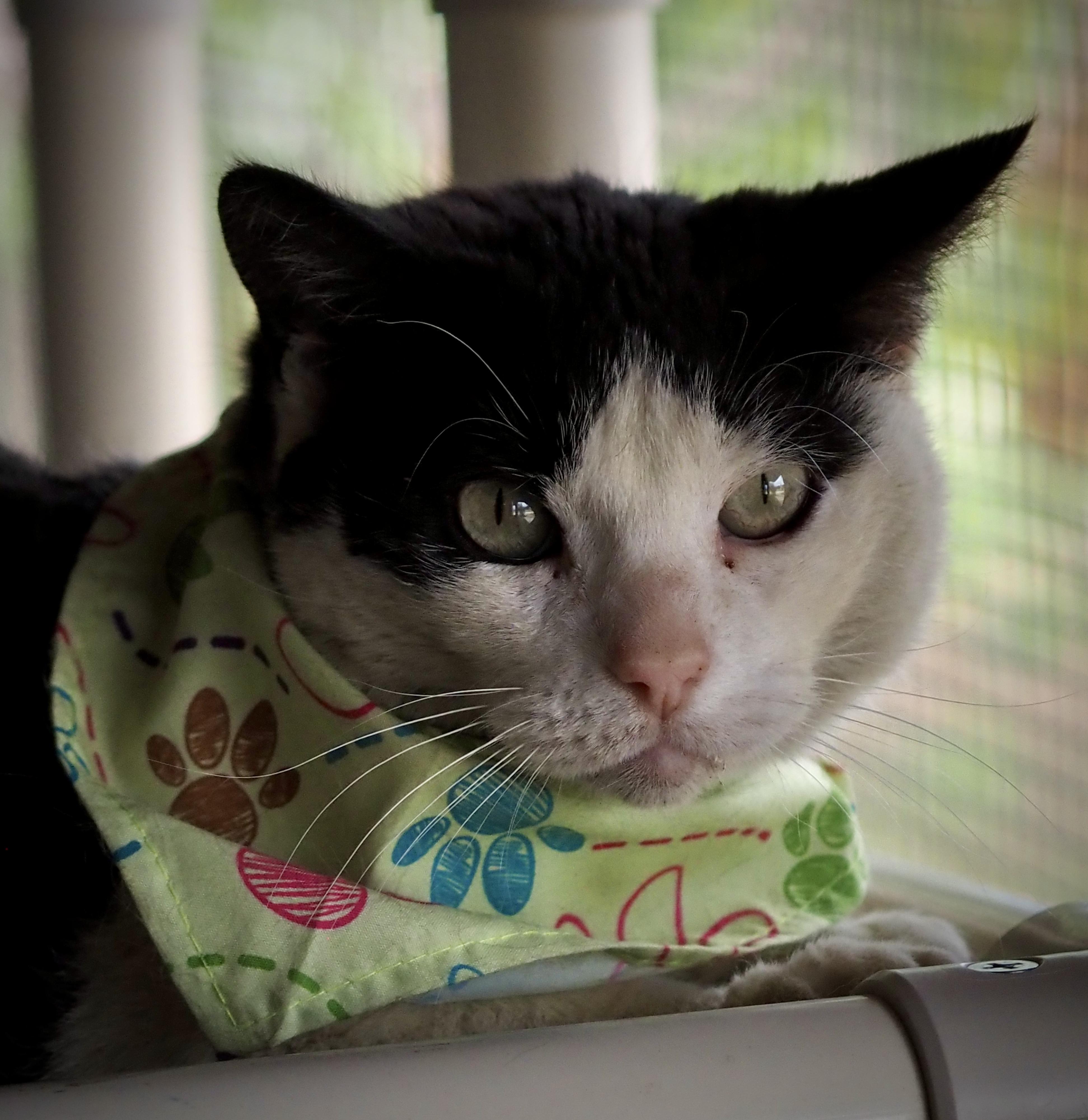 Enlarge Noodle, an adopted Domestic Short Hair in Buena Vista, CO image 4/5