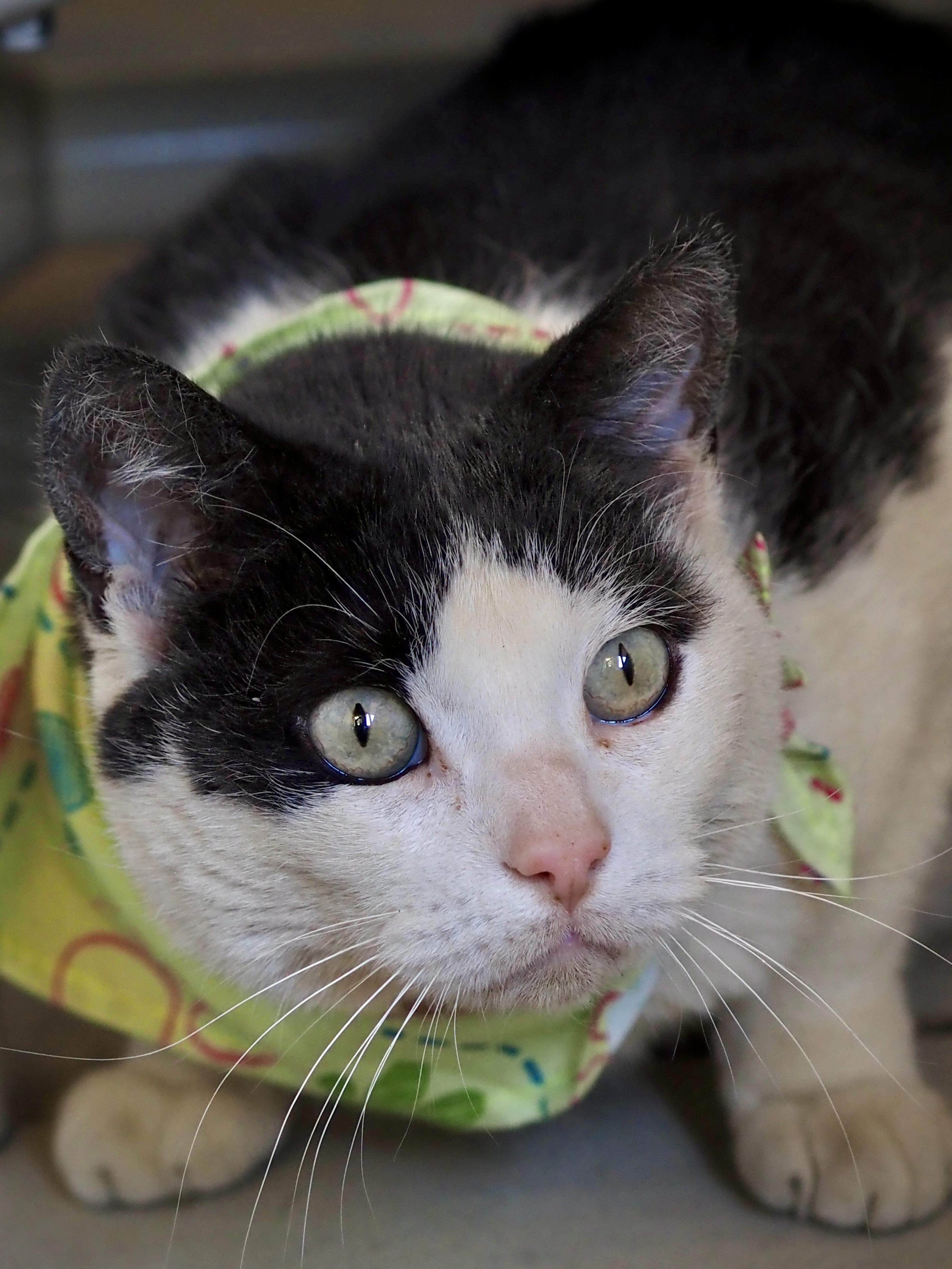 Enlarge Noodle, an adopted Domestic Short Hair in Buena Vista, CO image 3/5