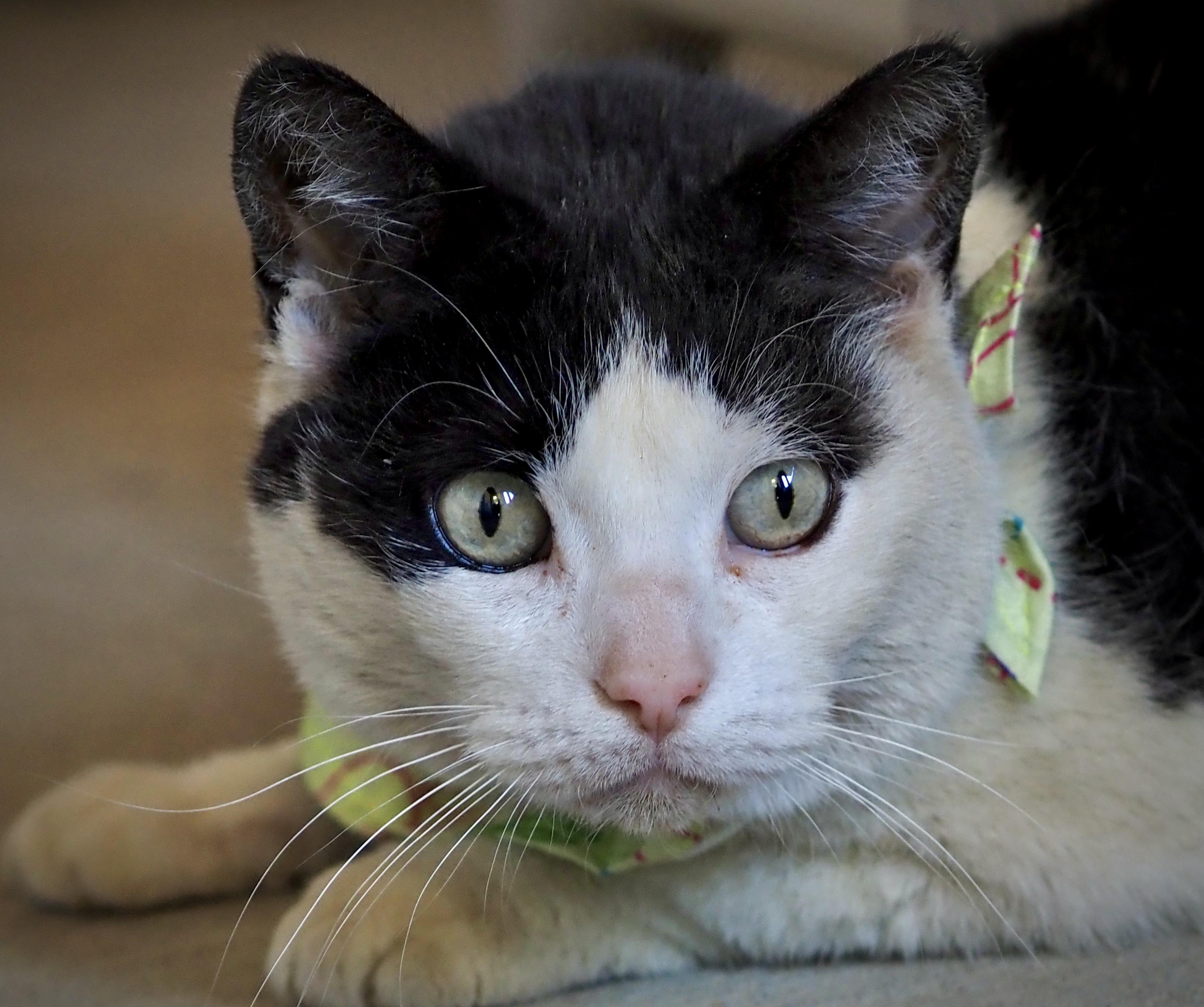 Enlarge Noodle, an adopted Domestic Short Hair in Buena Vista, CO image 5/5