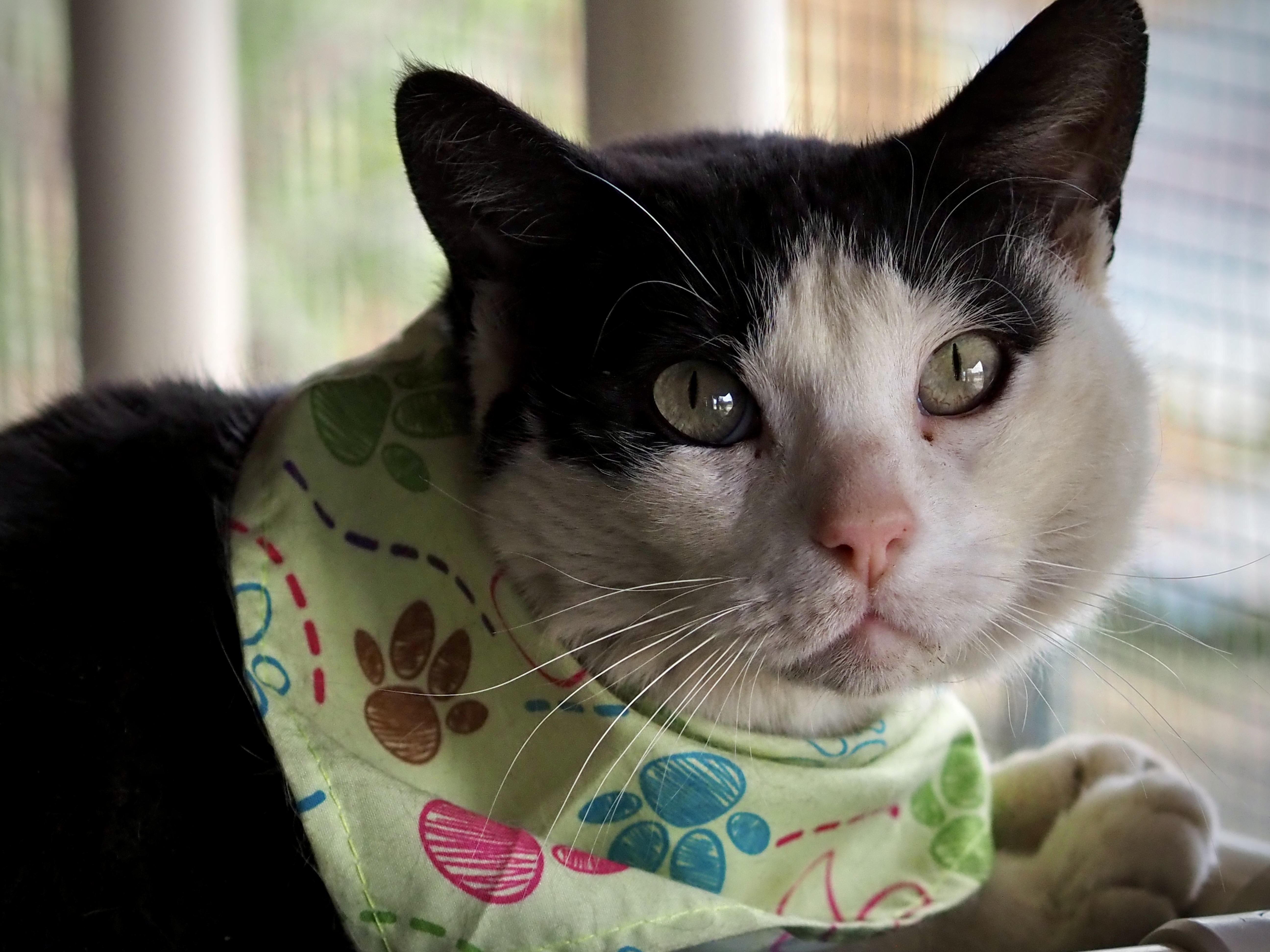 Noodle, Adoptable, Senior Female Domestic Short Hair.