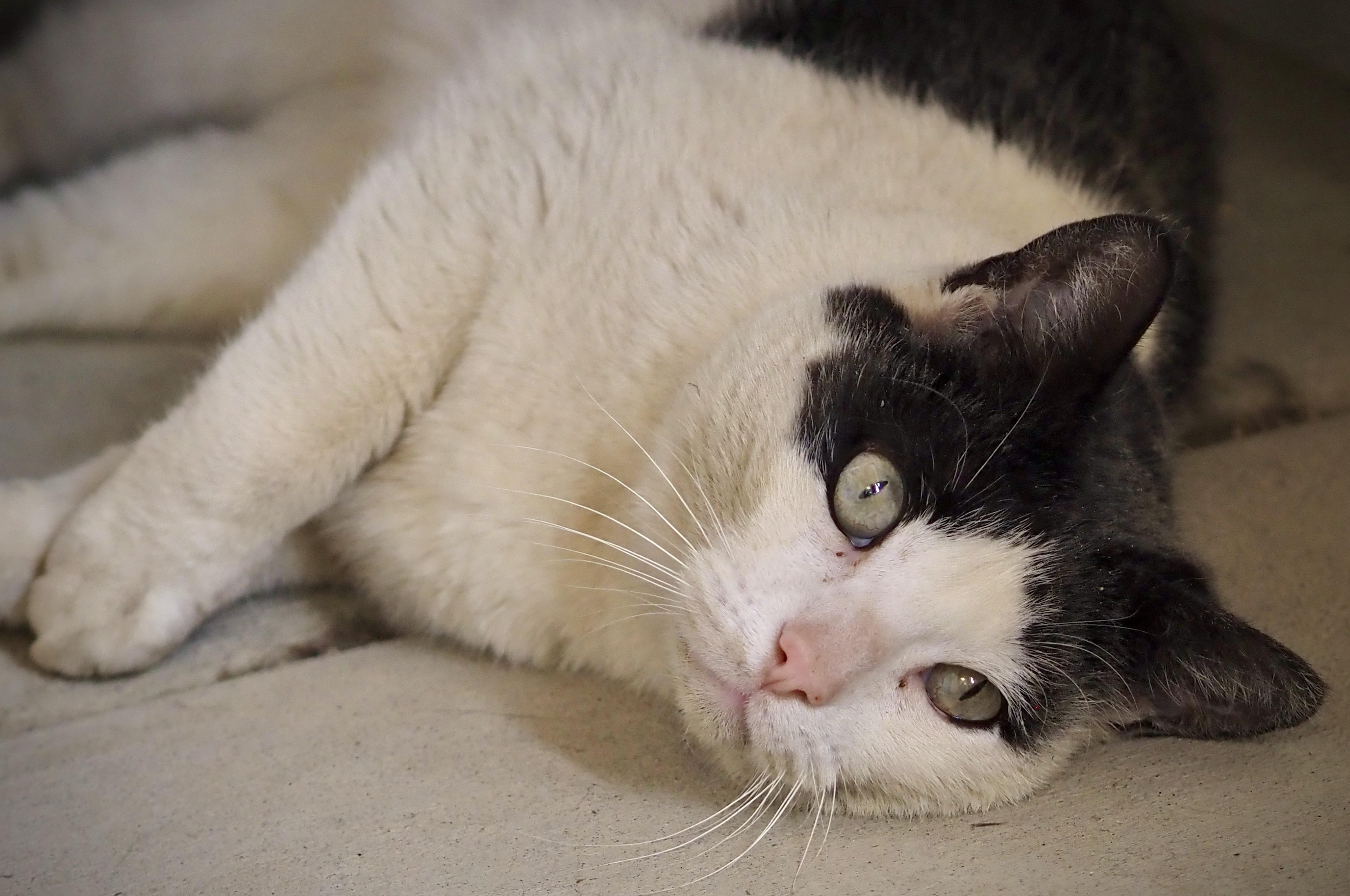 Enlarge Noodle, an adopted Domestic Short Hair in Buena Vista, CO image 2/5