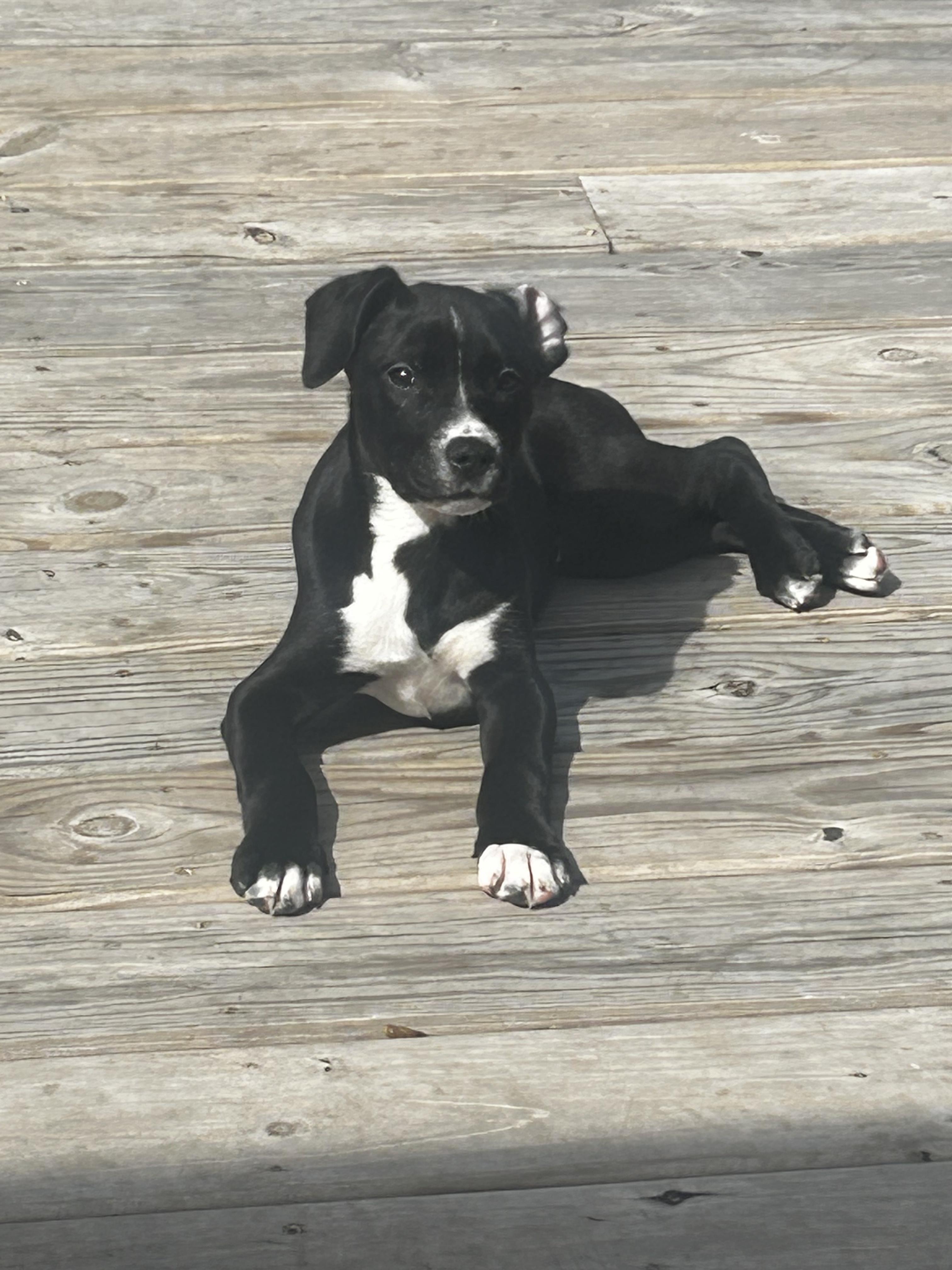 Enlarge Daphne, a ADOPTABLE mixed breed in Crystal Lake, IL image 2/6