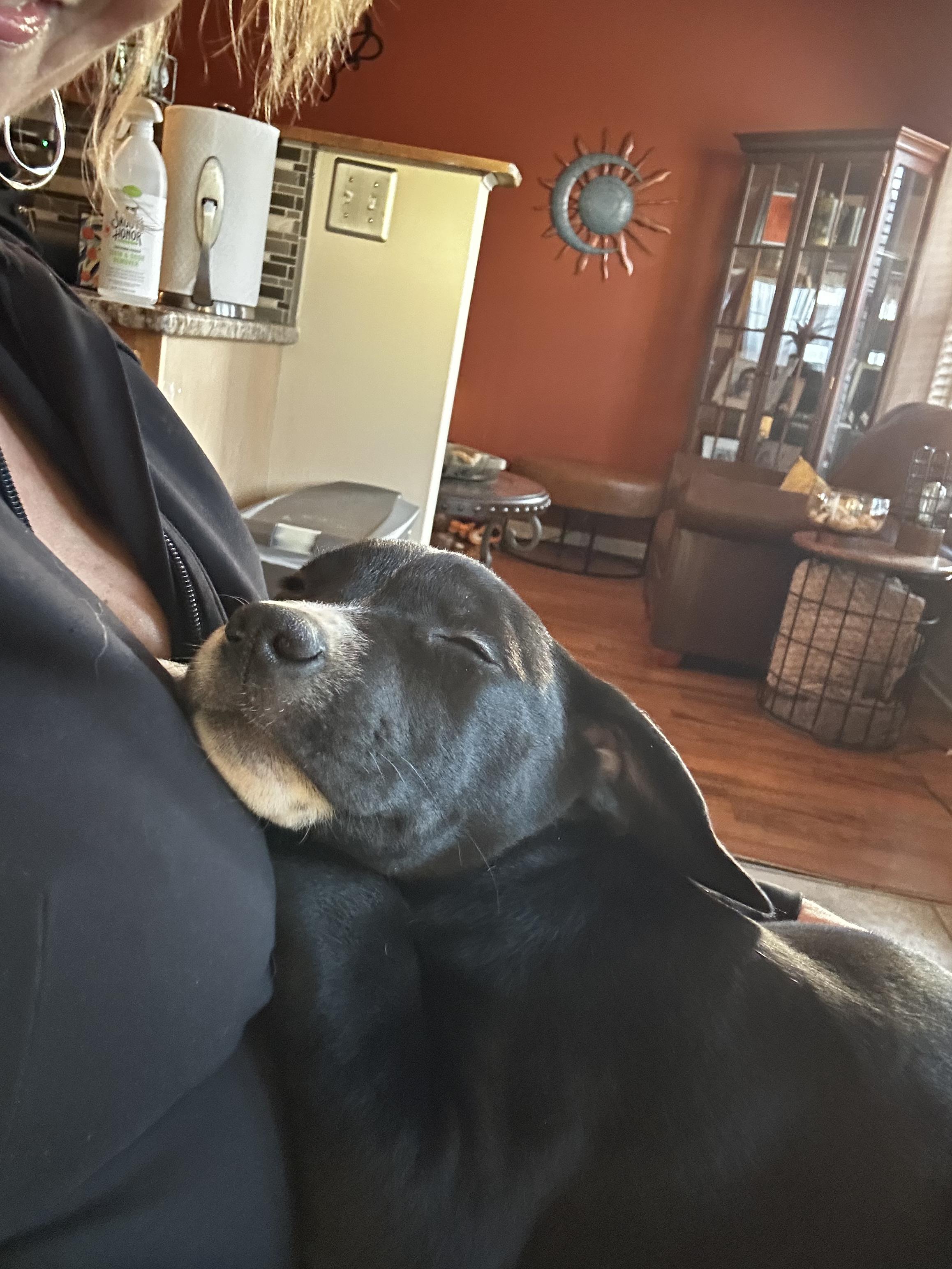 Enlarge Daphne, a ADOPTABLE mixed breed in Crystal Lake, IL image 4/6