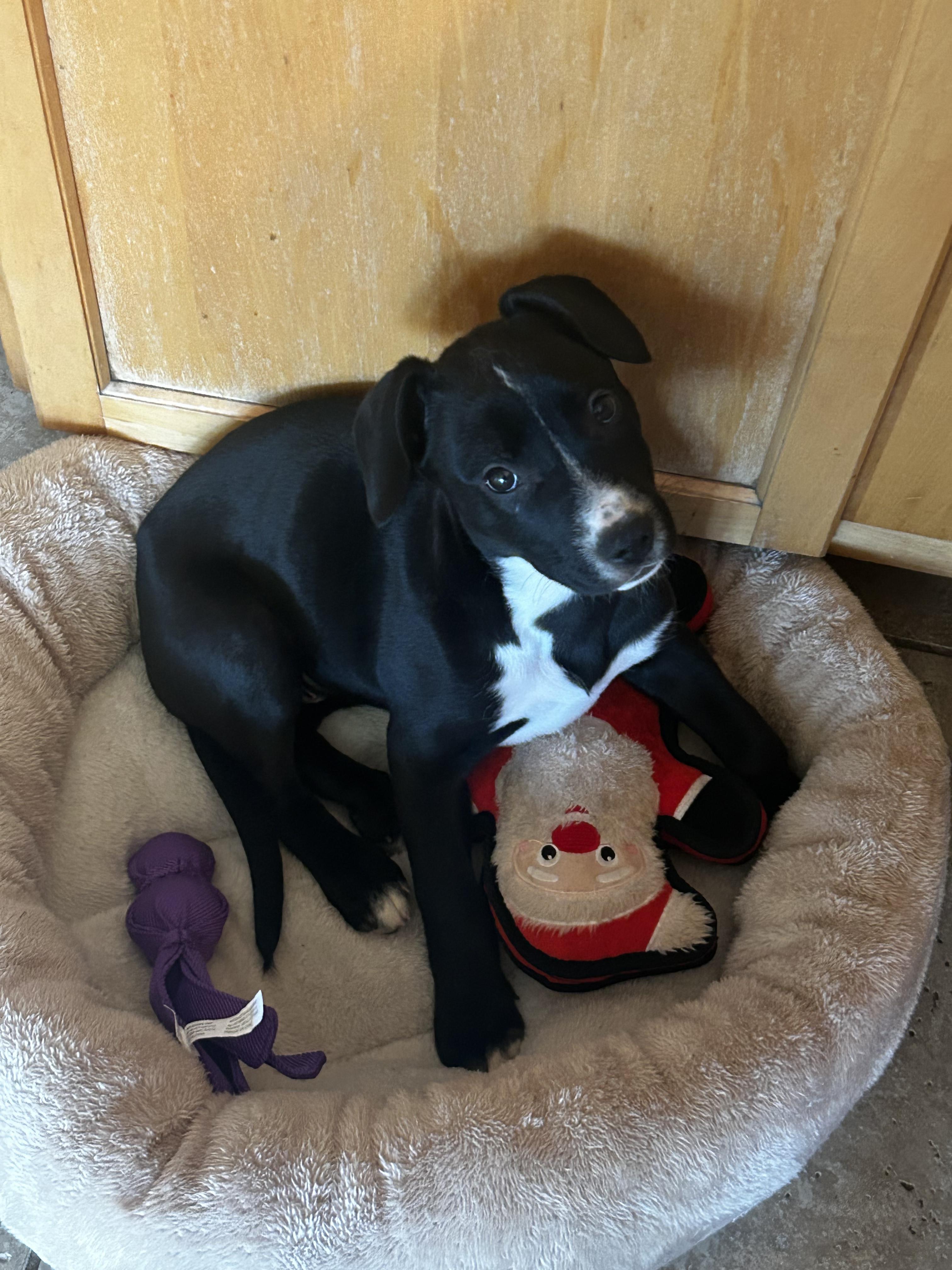 Enlarge Daphne, a ADOPTABLE mixed breed in Crystal Lake, IL image 3/6