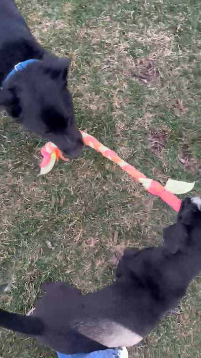 Enlarge Daphne, a ADOPTABLE mixed breed in Crystal Lake, IL video 5/6