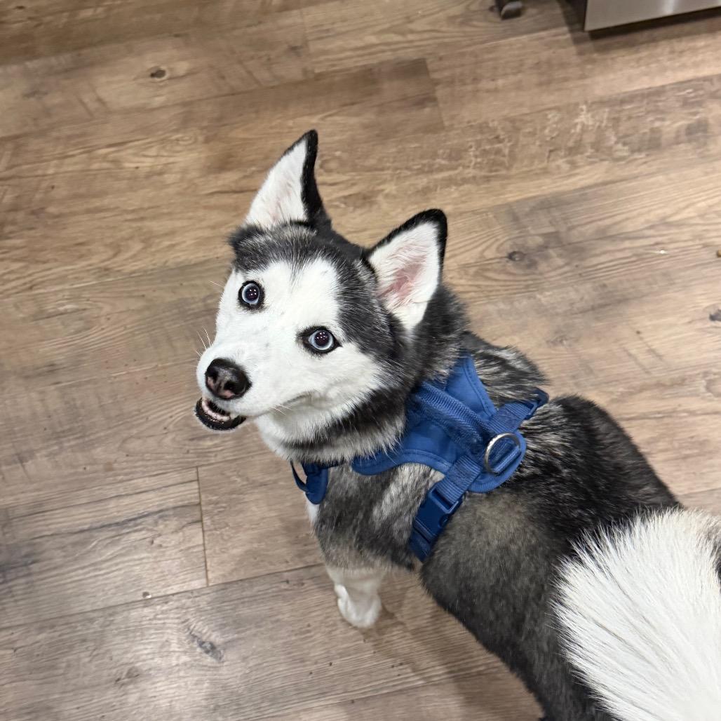 Lola, Adoptable, Adult Female Pomeranian & Siberian Husky.