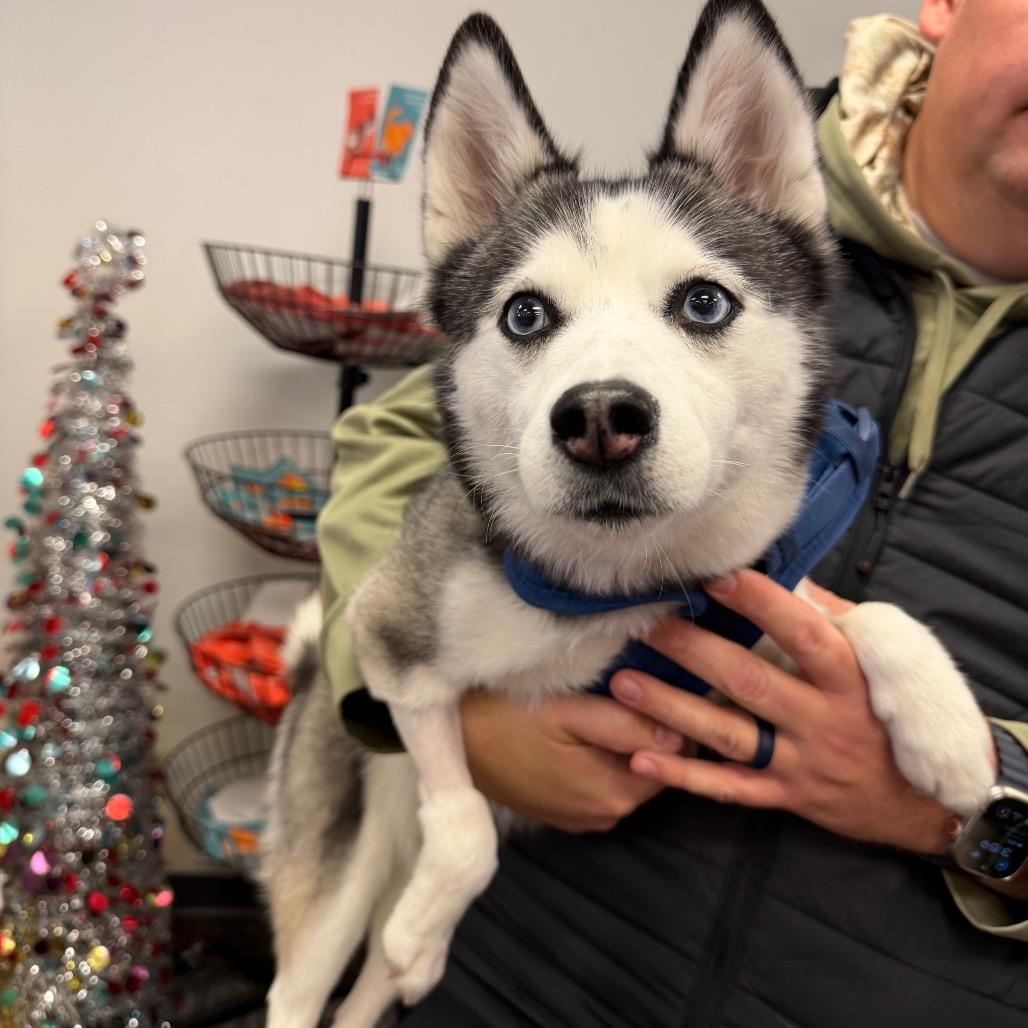Enlarge Lola, a Adoptable mixed breed in Fond Du Lac, WI image 2/3