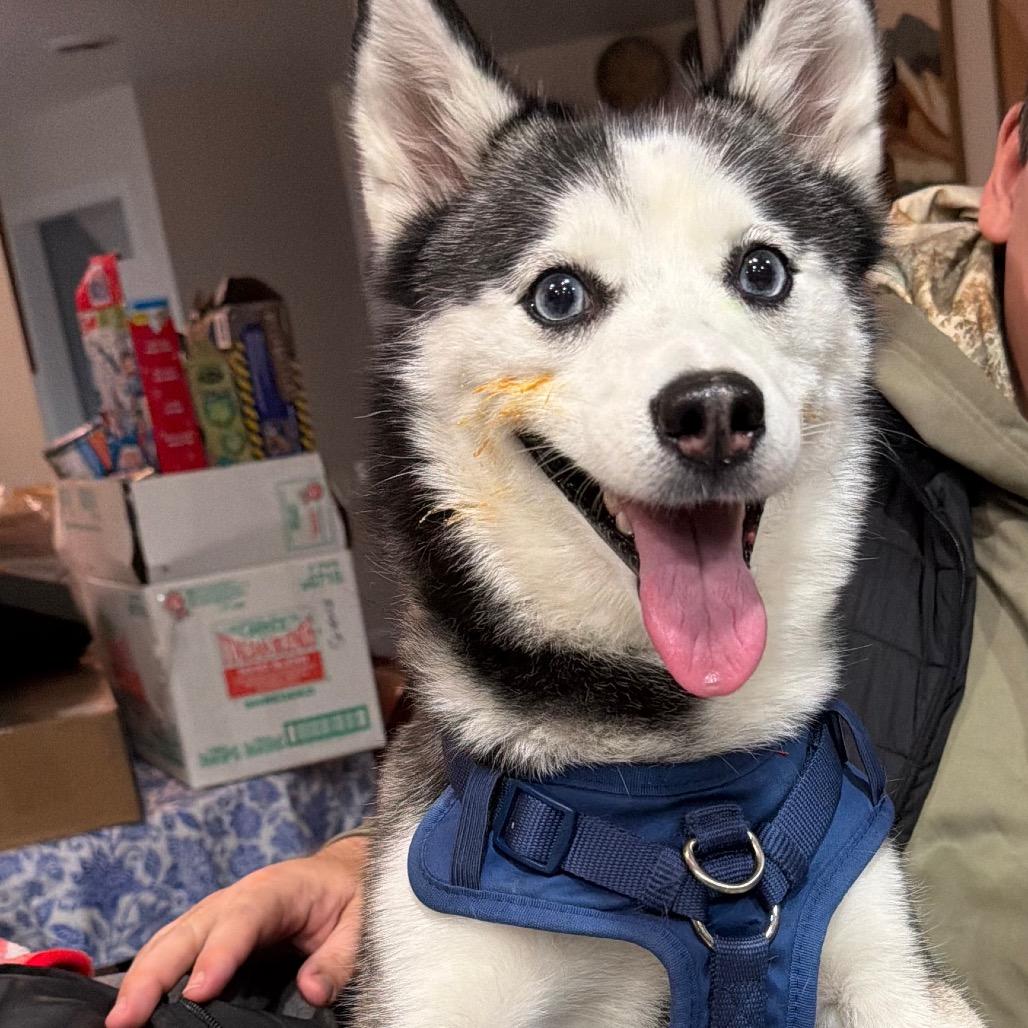 Enlarge Lola, a Adoptable mixed breed in Fond Du Lac, WI image 3/3