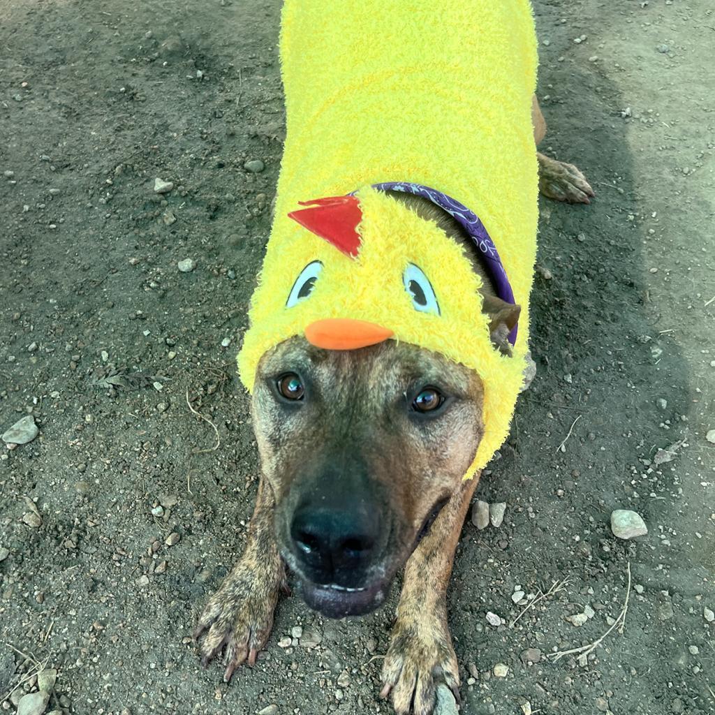 Mellie Mel, Adoptable, Senior Female Mountain Cur & Labrador Retriever.