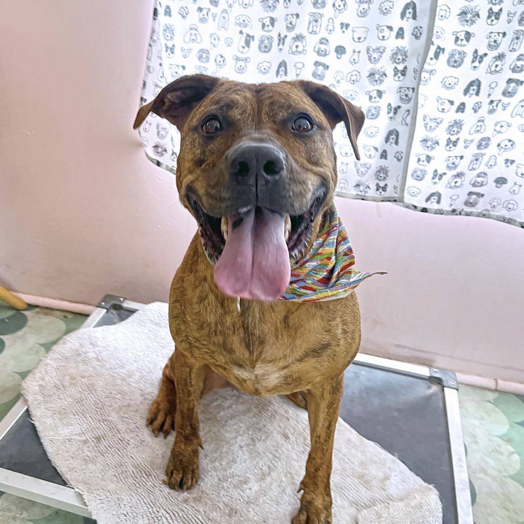 Mellie Mel, Adoptable, Senior Female Mountain Cur & Labrador Retriever.