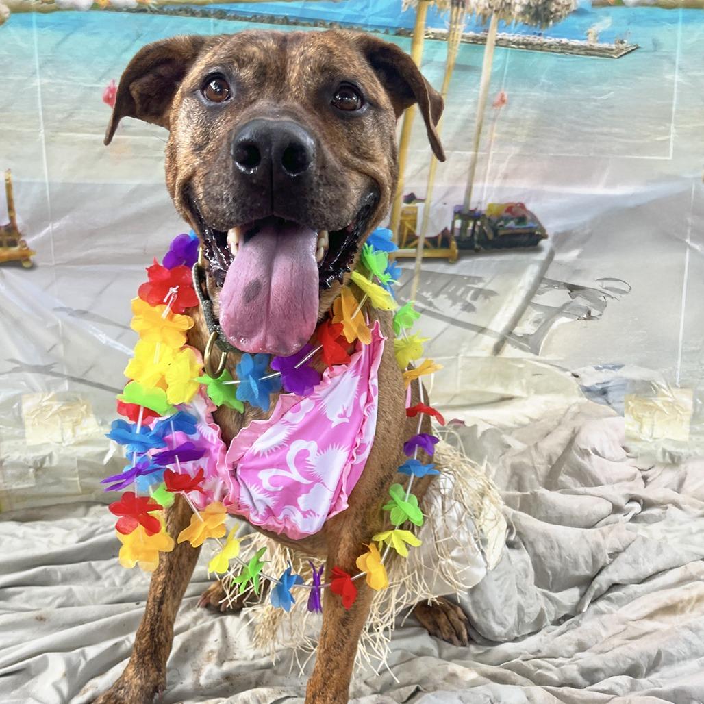 Enlarge Mellie Mel, a Adoptable mixed breed in Austin, TX image 3/6