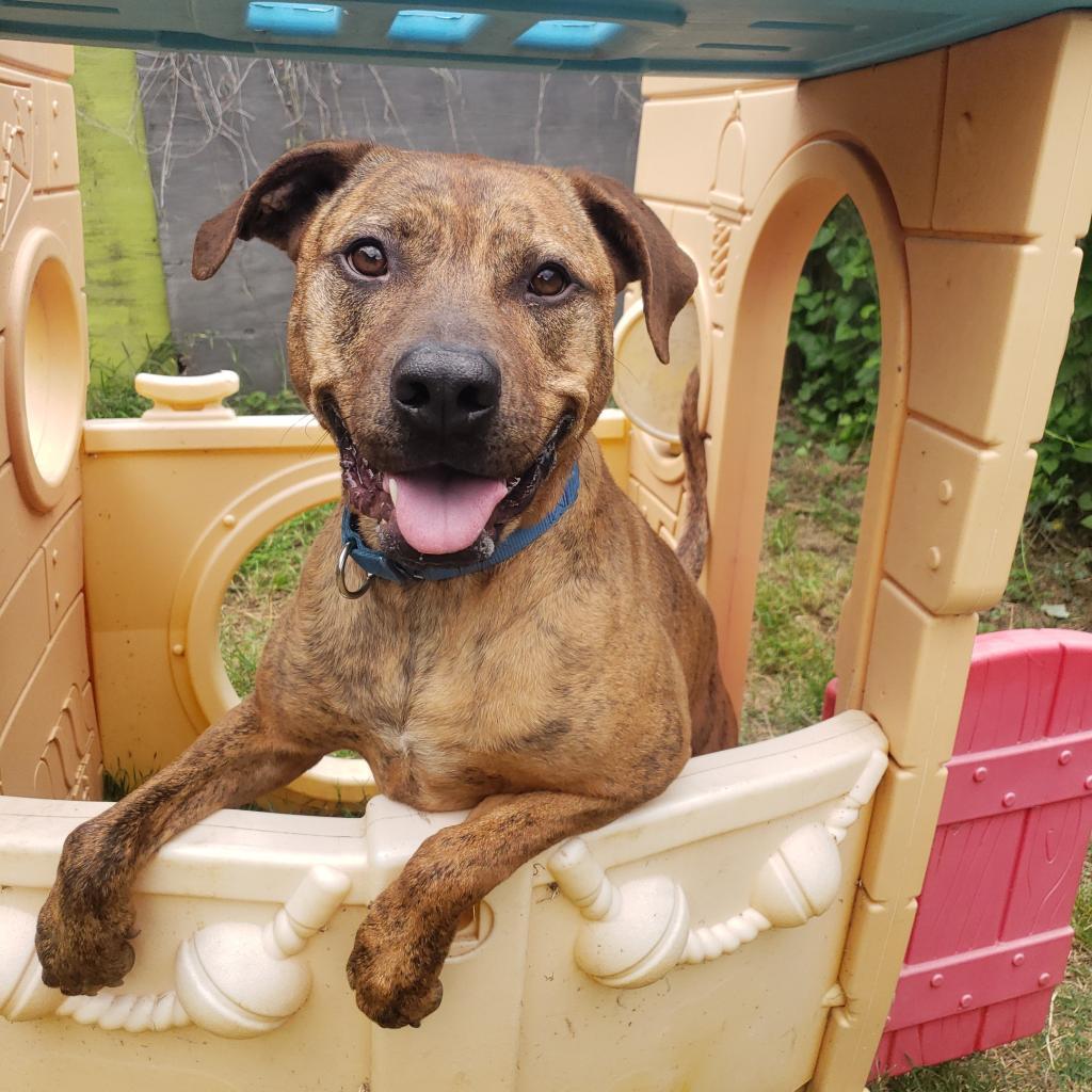 Enlarge Mellie Mel, a Adoptable mixed breed in Austin, TX image 2/6