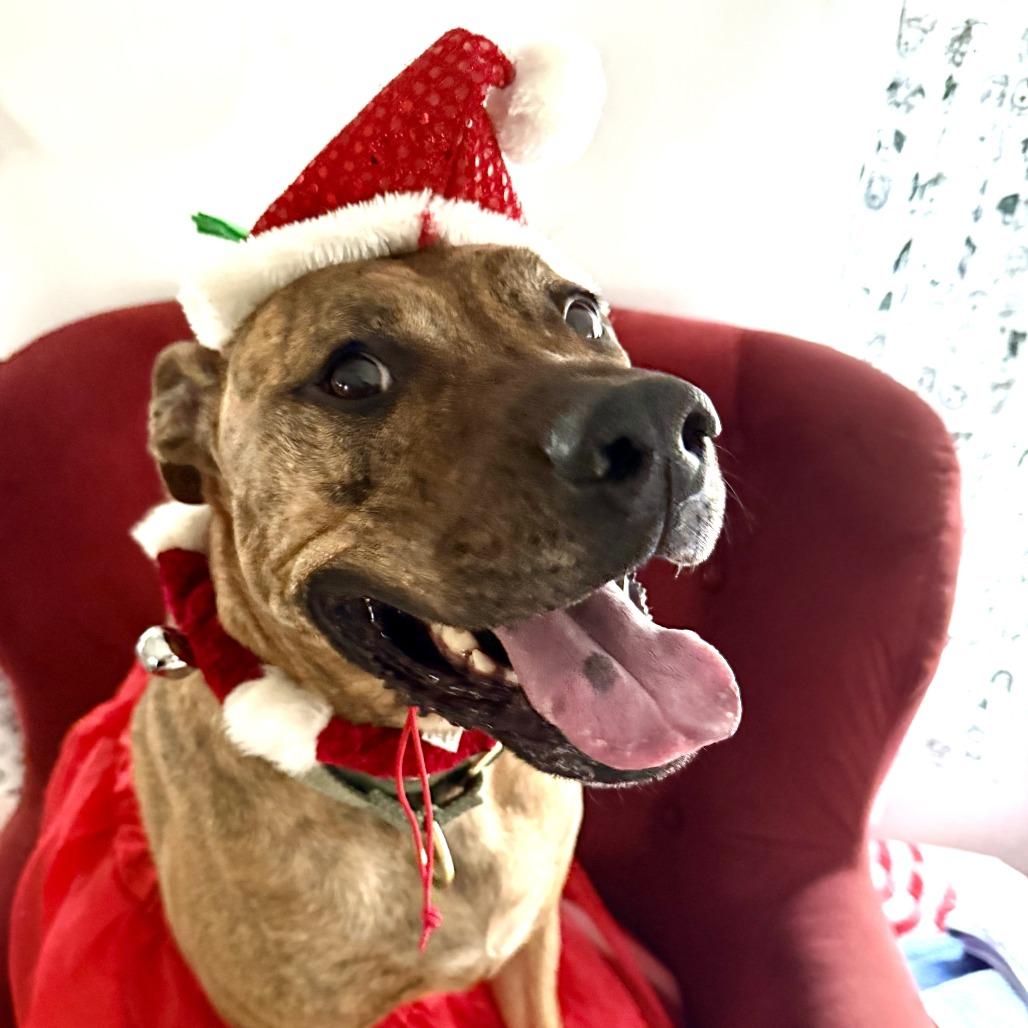 Enlarge Mellie Mel, a Adoptable mixed breed in Austin, TX image 2/6