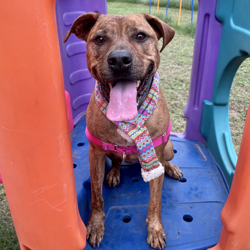 Enlarge Mellie Mel, a Adoptable mixed breed in Austin, TX image 4/6