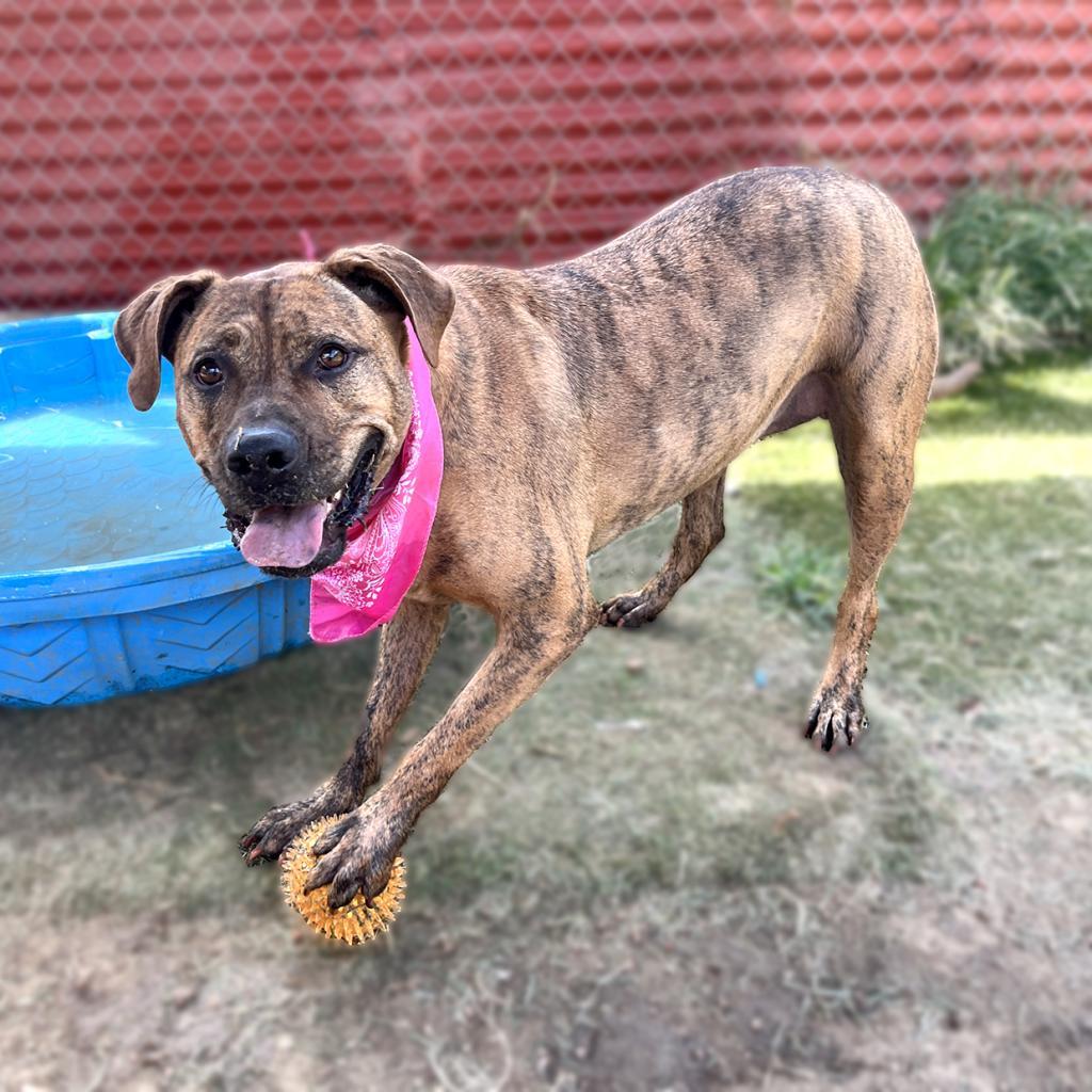 Enlarge Mellie Mel, a Adoptable mixed breed in Austin, TX image 5/6