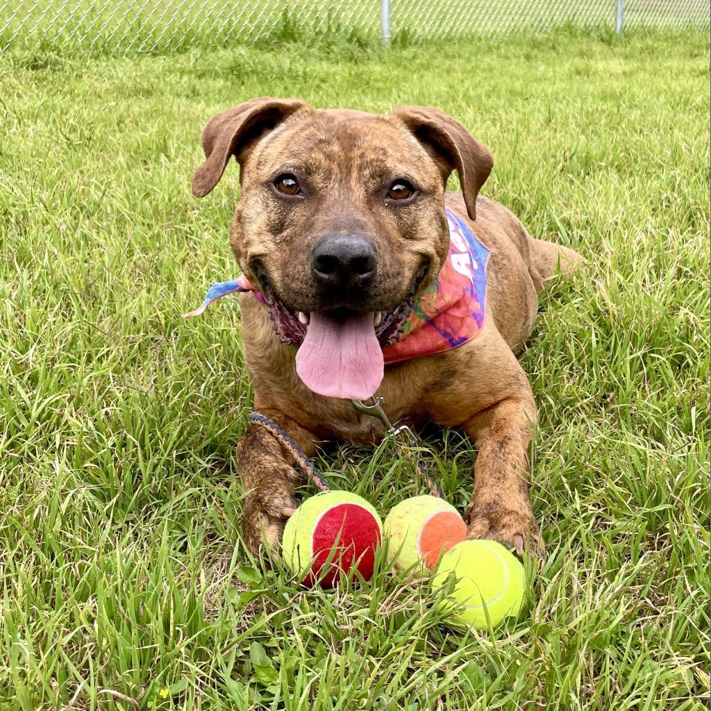 Enlarge Mellie Mel, a Adoptable mixed breed in Austin, TX image 6/6