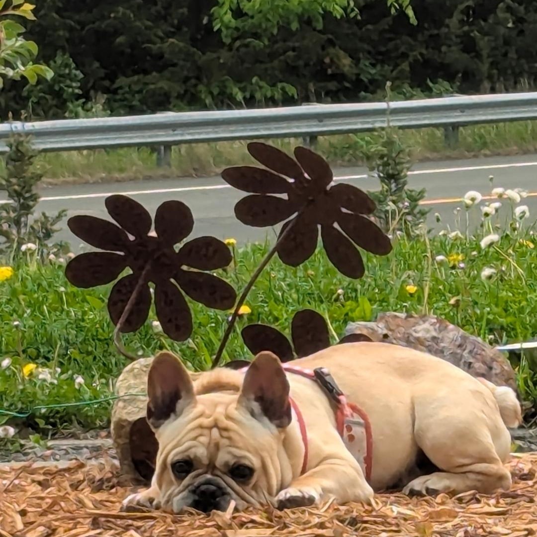 Enlarge Peabody, a Adoptable French Bulldog in Minneapolis, MN image 2/4