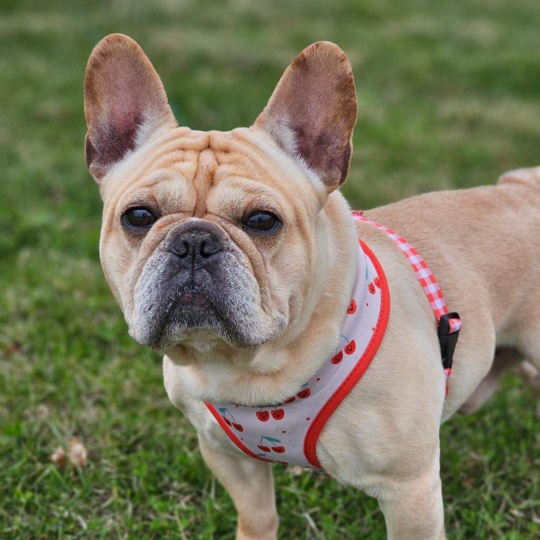 Enlarge Peabody, a Adoptable French Bulldog in Minneapolis, MN image 3/4