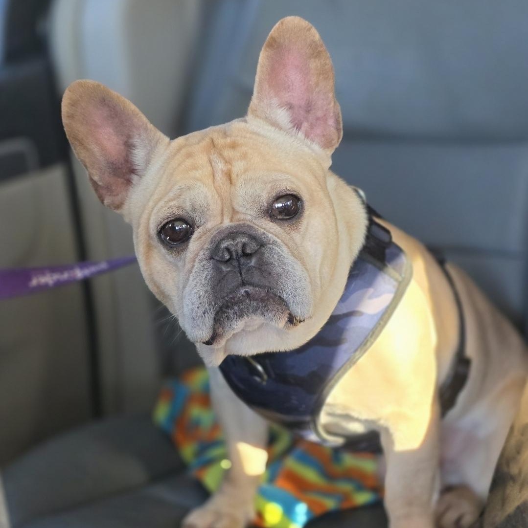 Peabody, Adoptable, Adult Male French Bulldog.